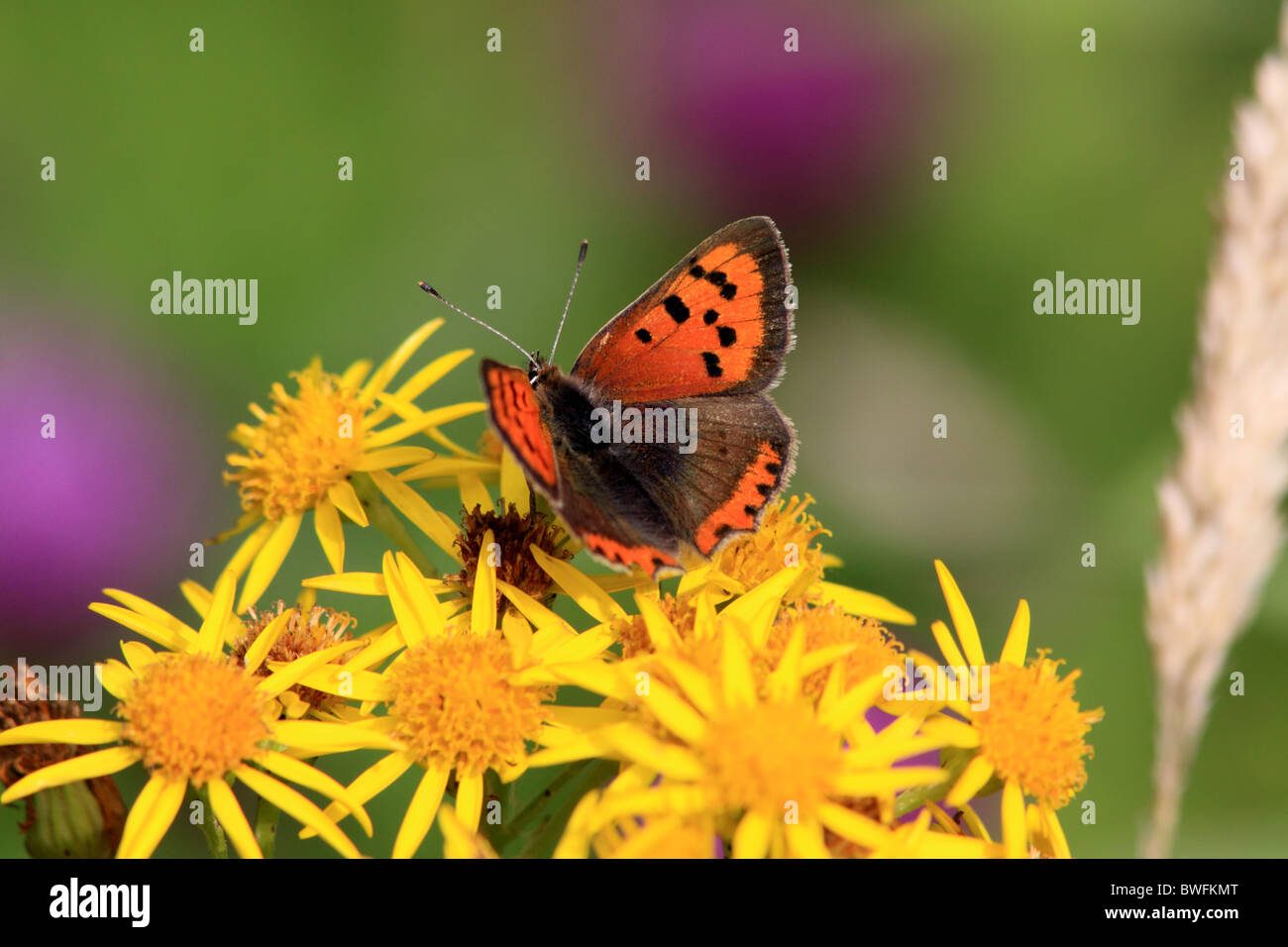 UK Butterfly Small Copper ( Lycaena phlaeas ) on wild flower Common Ragwort Stock Photo