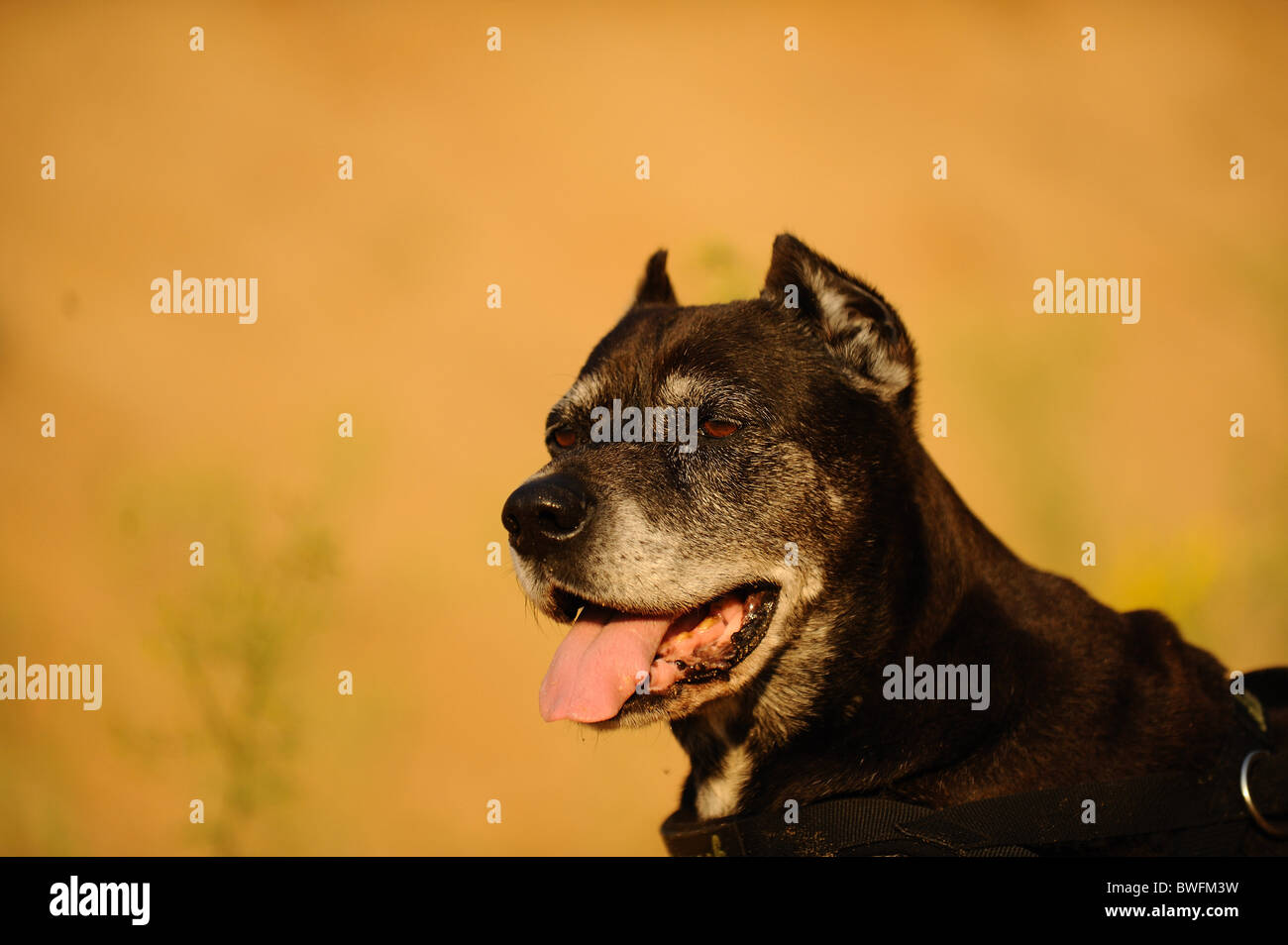 mongrel portrait Stock Photo
