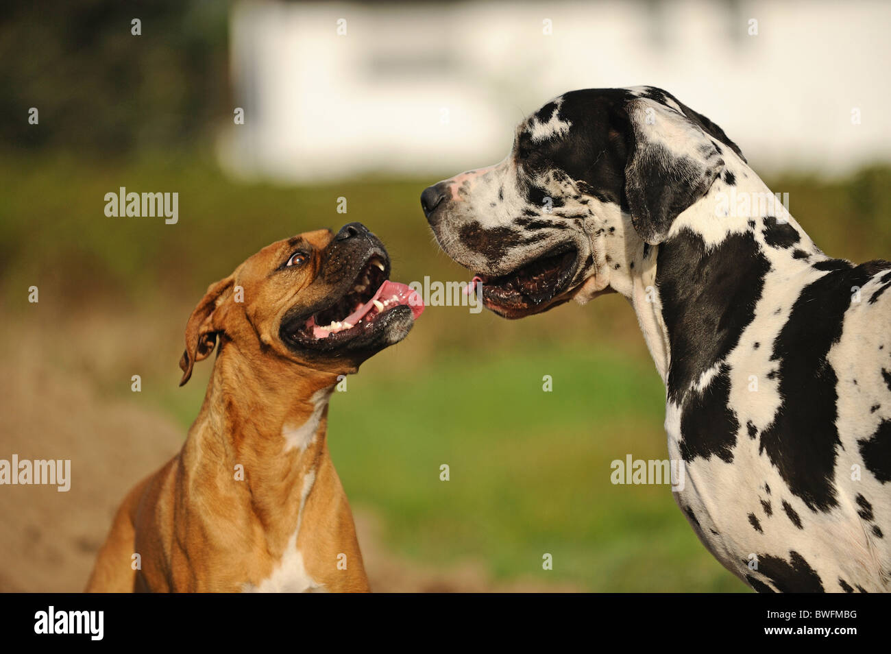 Boxer dane cheap