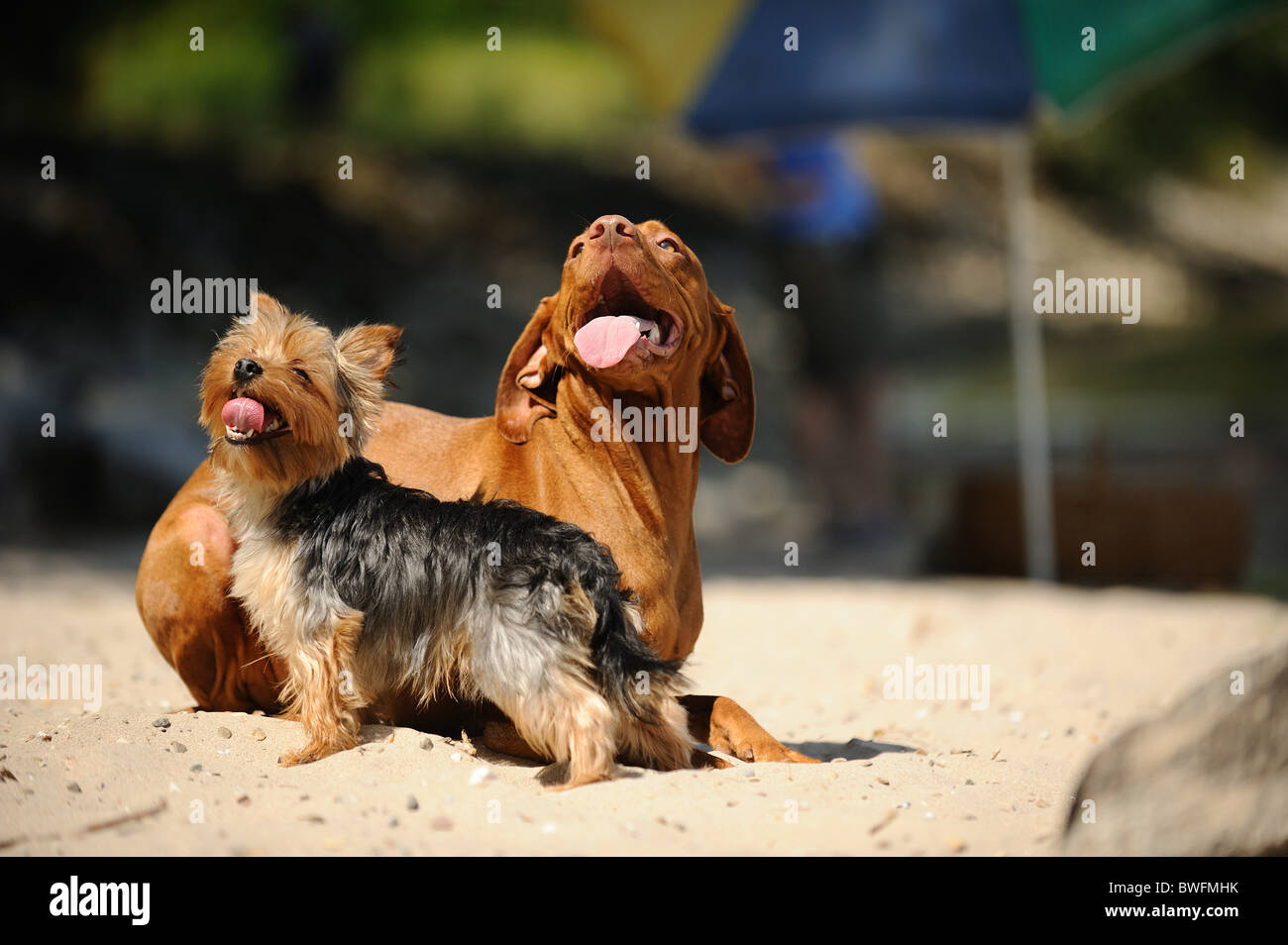 Shorthaired Magyar Vizsla And Yorkshire Terrier Stock Photo