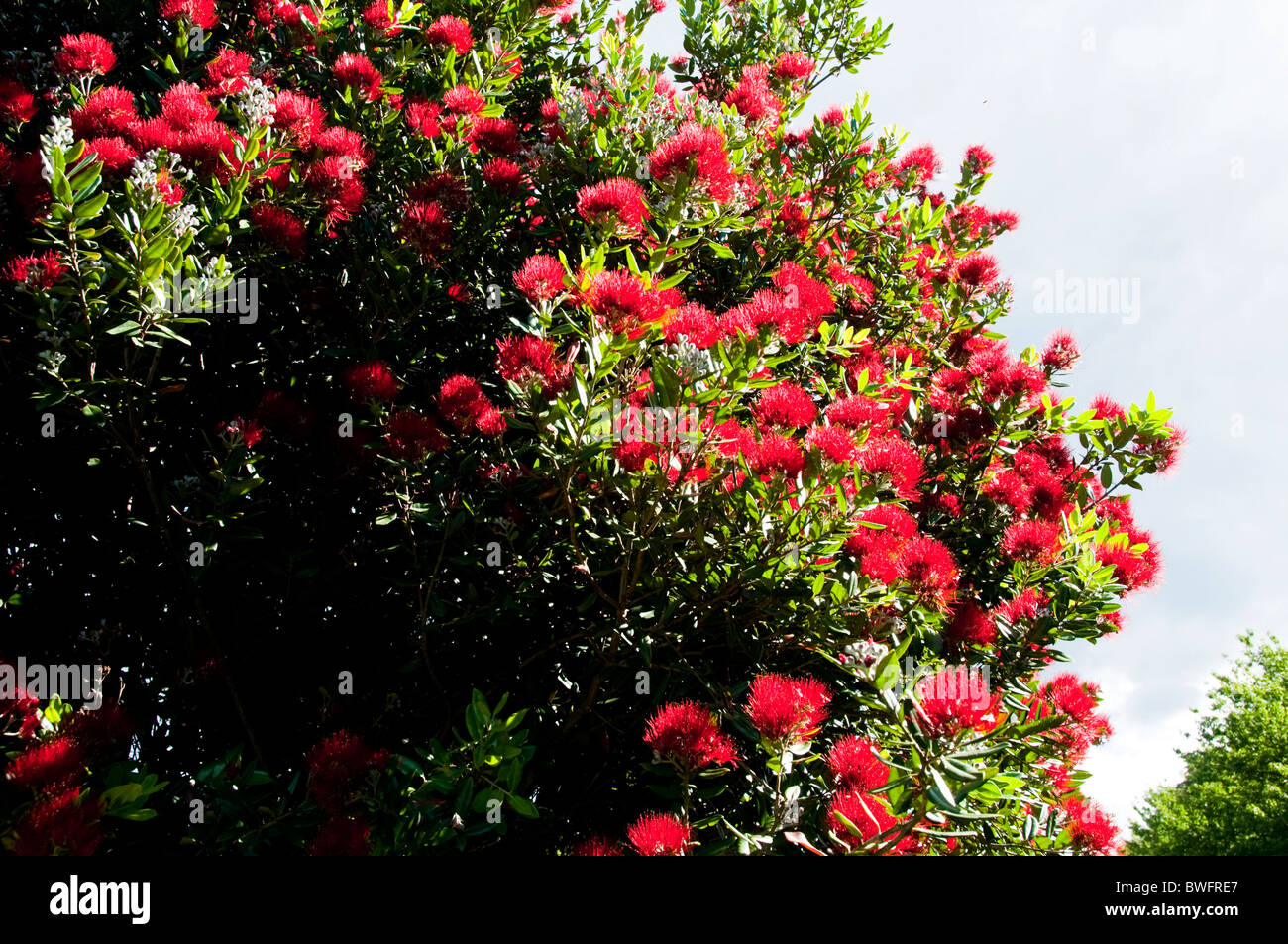 Farewell Spit ,Pohutukawa Bushes,Farewell Spit, Nature Reserve ,Cape Farewell, Top of South Island New Zealand Stock Photo