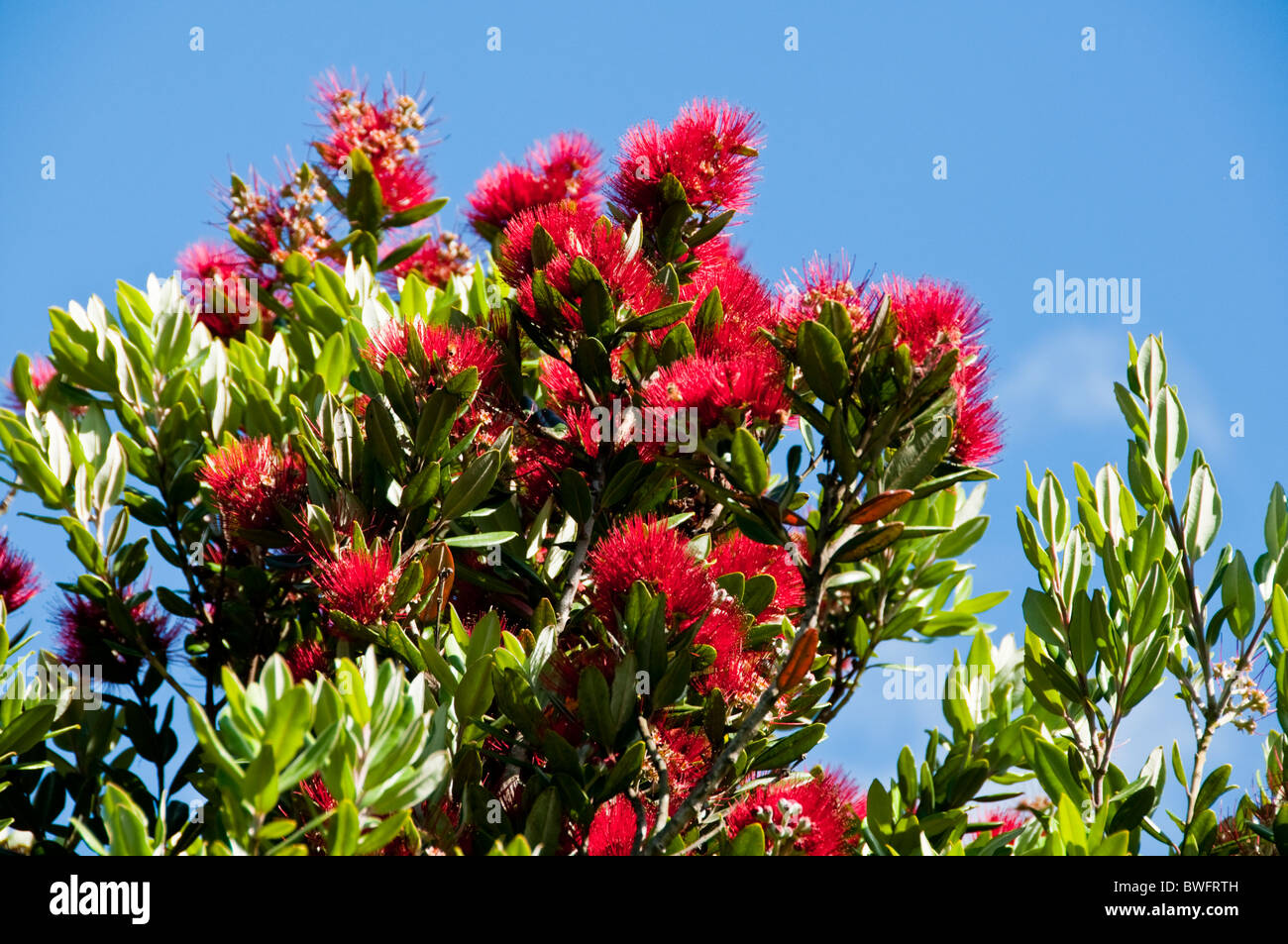 Farewell Spit ,Pohutukawa Bushes,Farewell Spit, Nature Reserve ,Cape Farewell, Top of South Island New Zealand Stock Photo