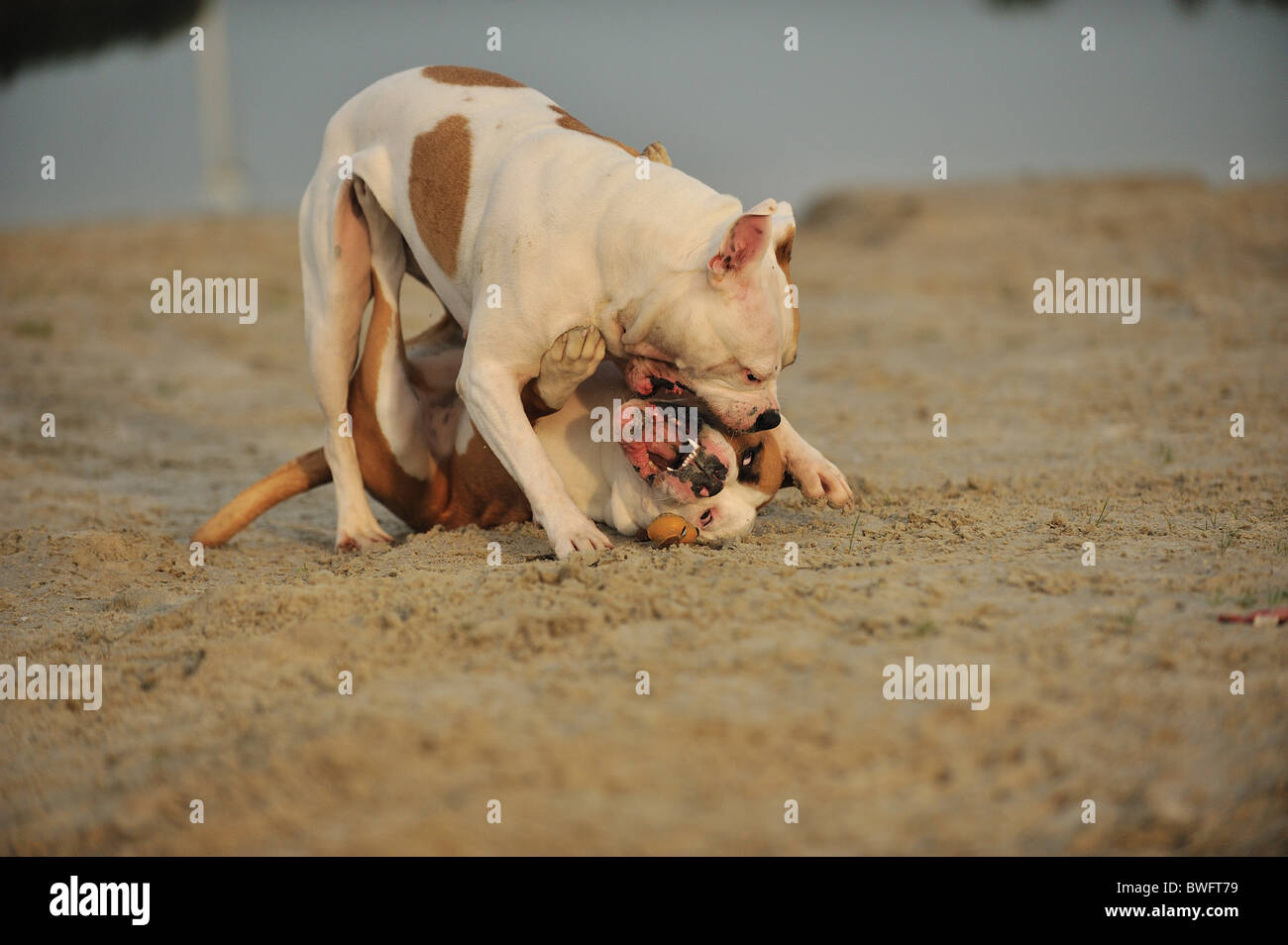 playing American Bulldogs Stock Photo