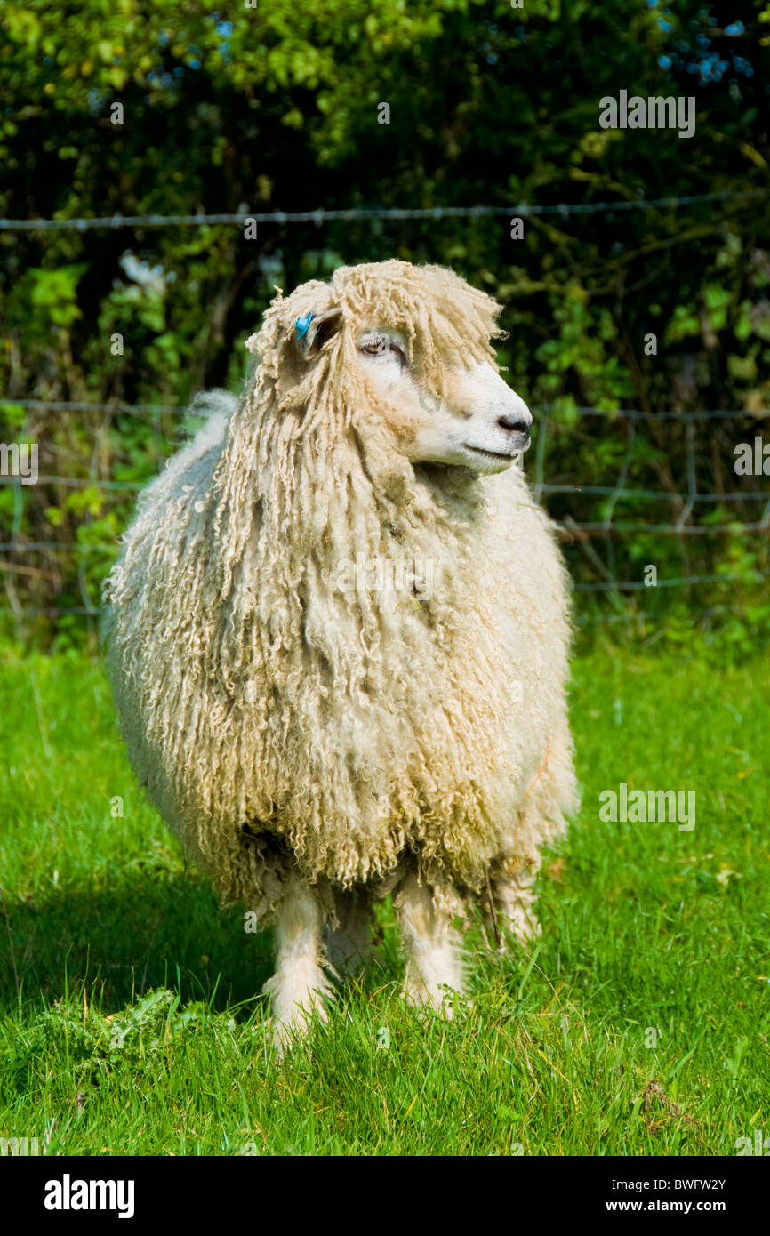 Cotswold Sheep High Resolution Stock Photography and Images Alamy