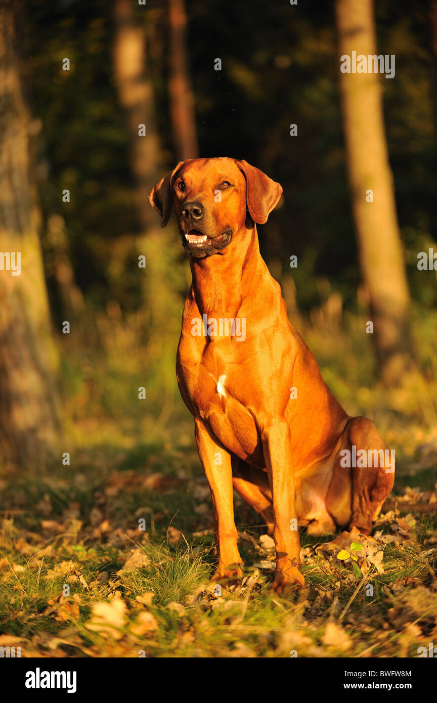 Dog brown dog rhodesian ridgeback hi-res stock photography and images ...