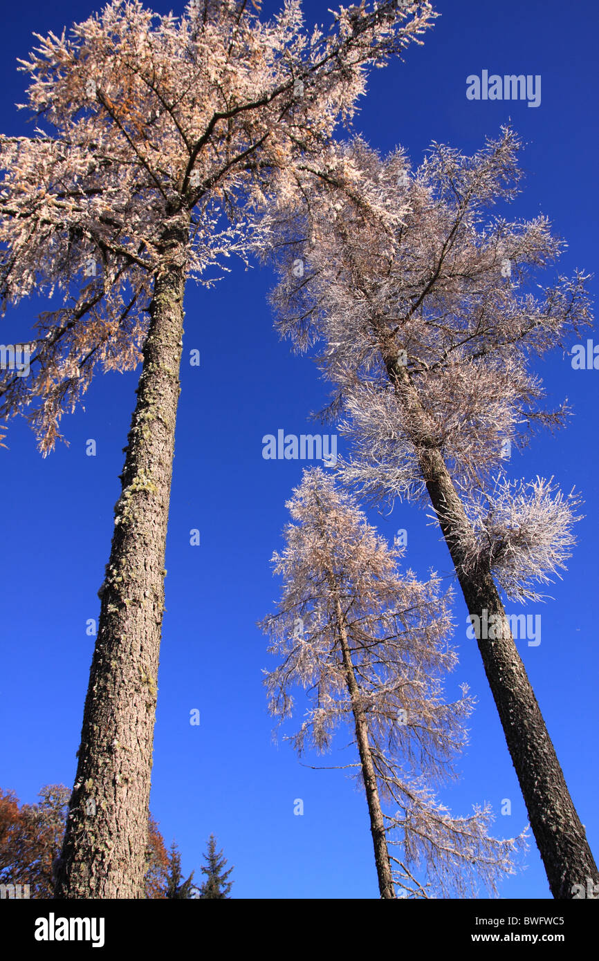 UK Britain Frosted Larch Trees against a blue sky Stock Photo