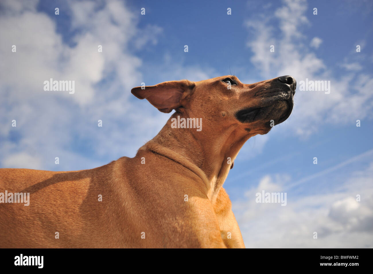Rhodesian Ridgeback Portrait Stock Photo - Alamy