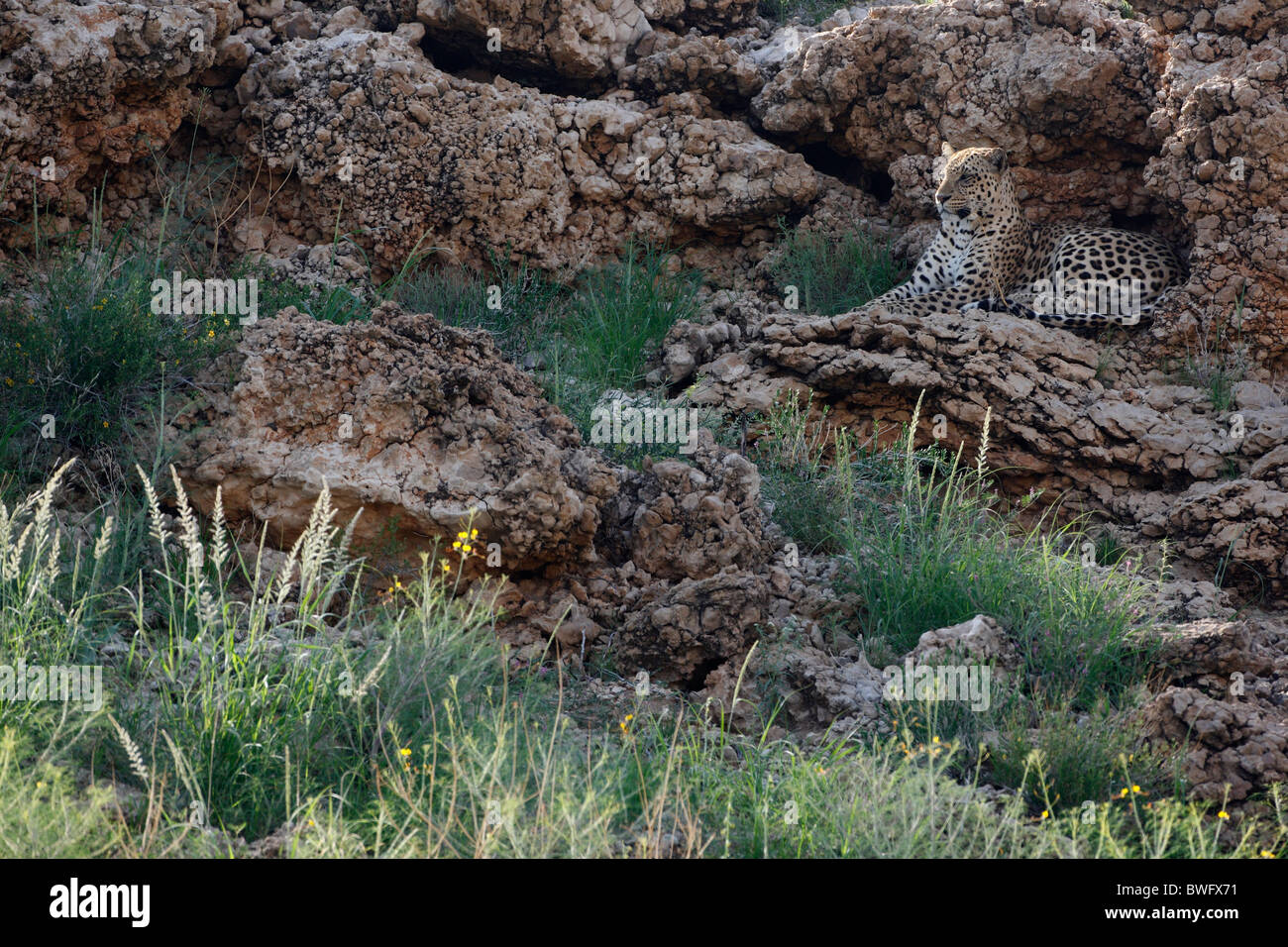 Kalahari Leopard resting on rocks, Kgalagadi Transfrontier Park, Republic of South Africa, Botsuana, Peace Park Stock Photo