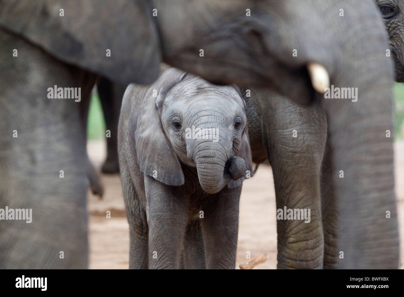 Mother with baby elephant (Loxodonta africana), Kruger National Park, Mpumalanga Province, South Africa Stock Photo