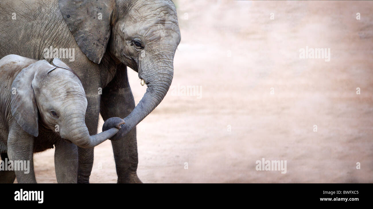 Mother with baby elephant (Loxodonta africana), Kruger National Park, Mpumalanga Province, South Africa Stock Photo