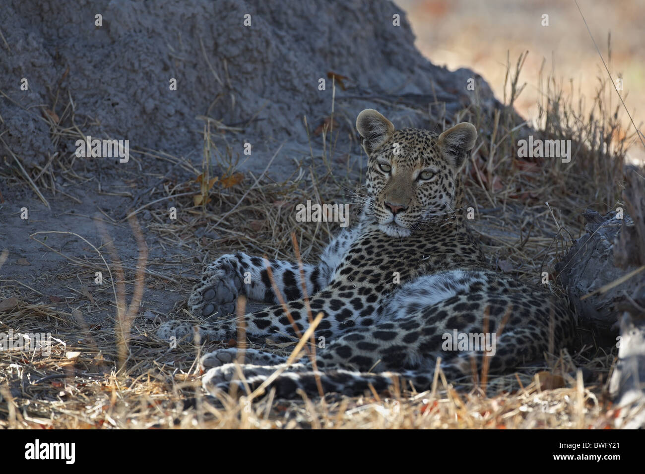 Moremi Leopard, Okavango Delta, Game Reserve, Nationalpark, Republic of Botsuana Stock Photo
