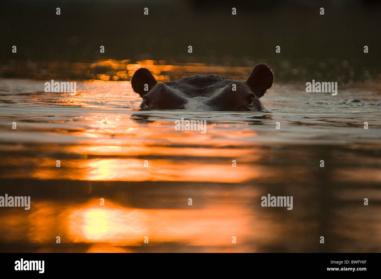 A hippo Hippopotamus amphibious looks out above waterline as early morning glow sunrise touches water in Timbavati Limpopo Stock Photo