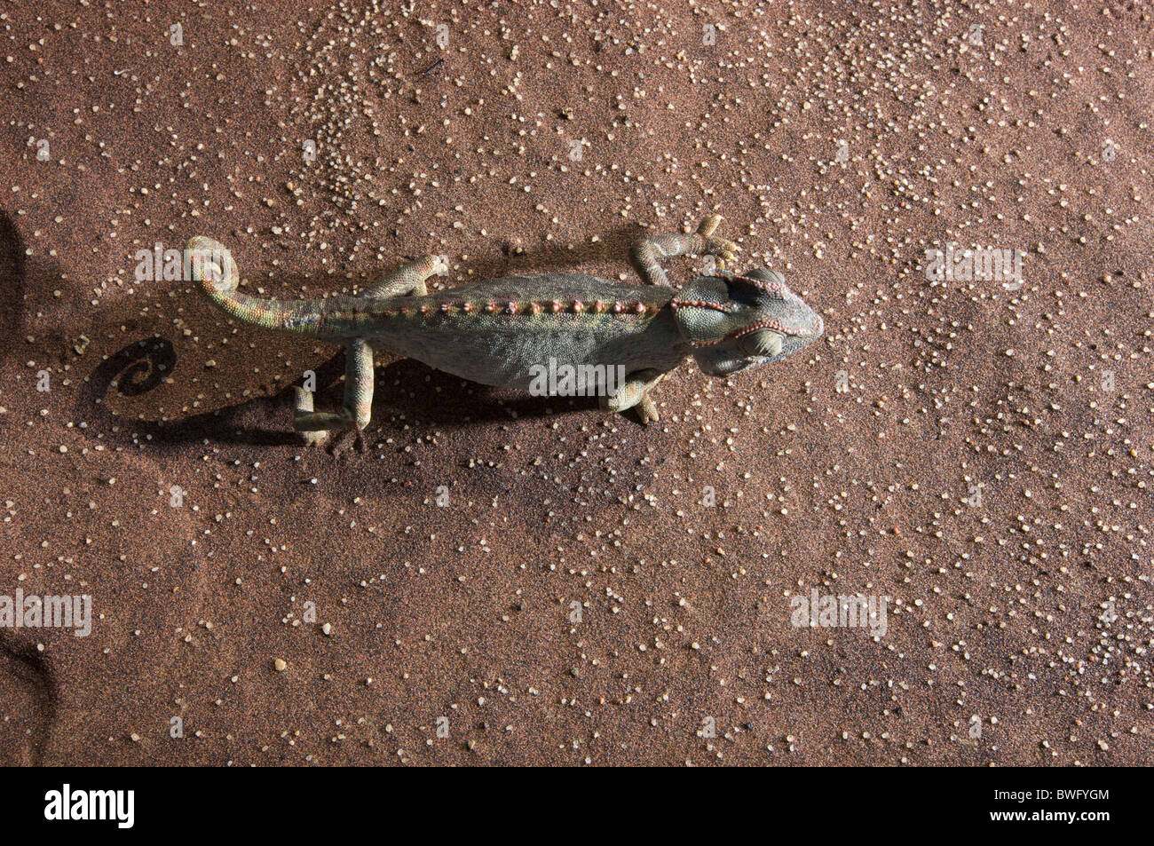 Namaqua Chameleon (Chamaeleo namaquensis) walking through Namib Desert, Namibia Stock Photo