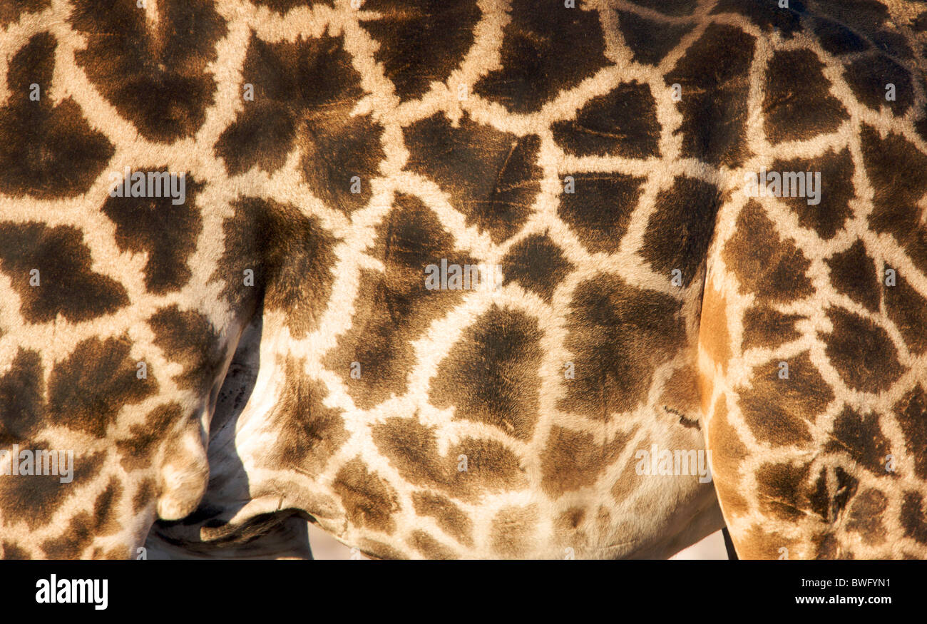 Close-up view of side of Giraffe (Giraffa Camelopardalis) showing patterns on fur, Etosha National Park, Namibia Stock Photo