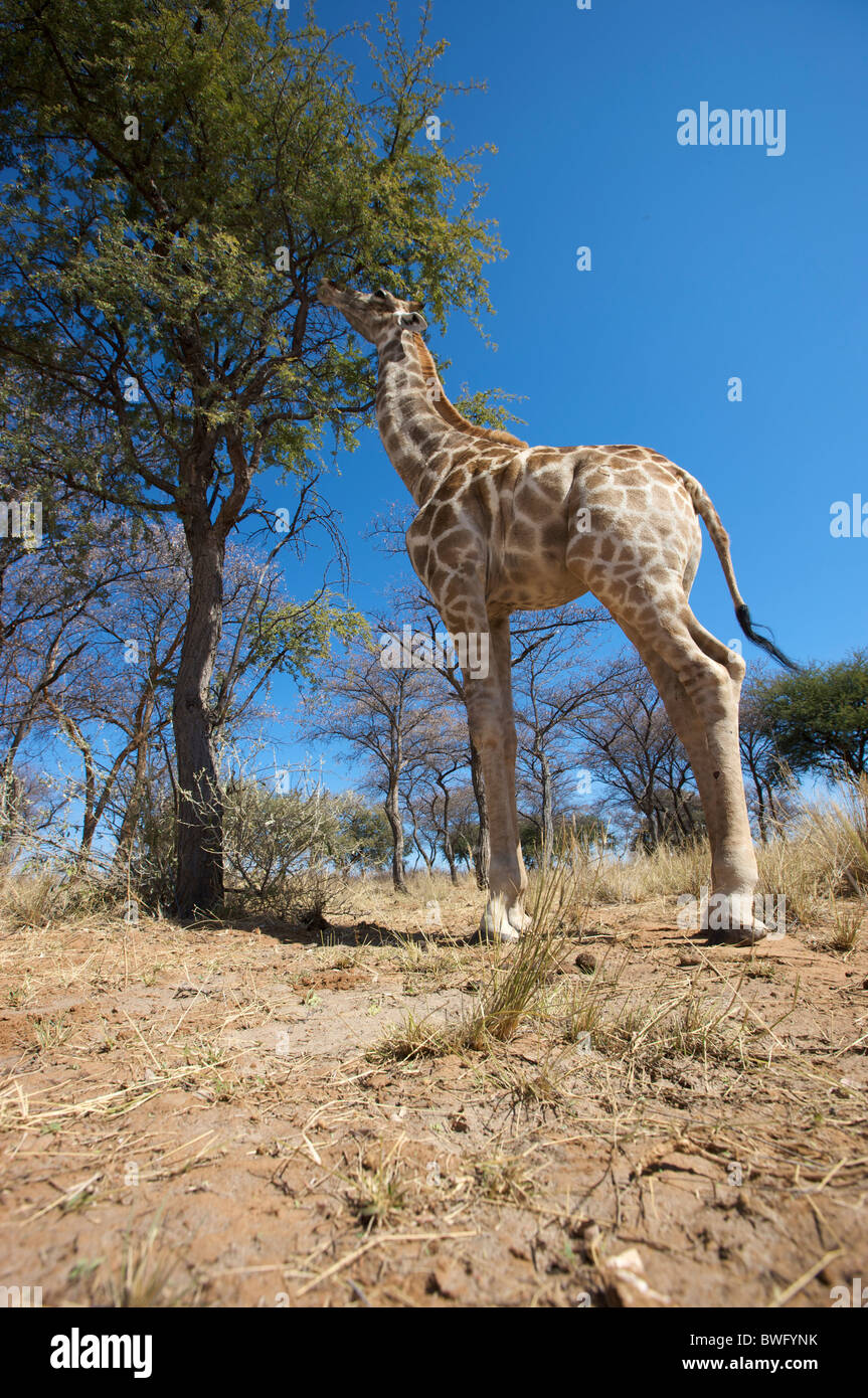 Low-angle view of Giraffe (Giraffa camelopardalis) eating from Thorn tree, Namibia Stock Photo