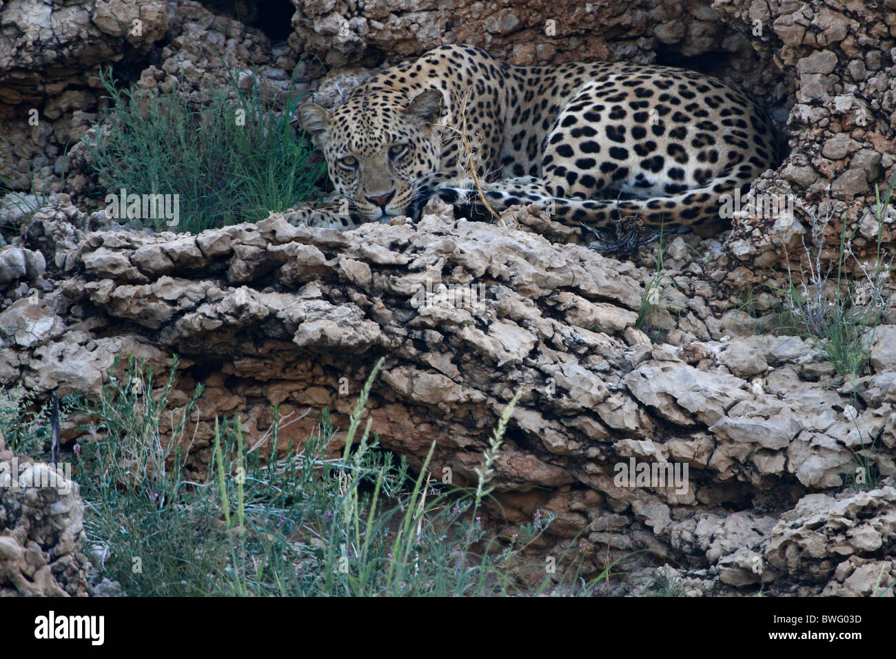 Kalahari Leopard resting on rocks, Kgalagadi Transfrontier Park, Republic of South Africa, Botsuana, Peace Park Stock Photo