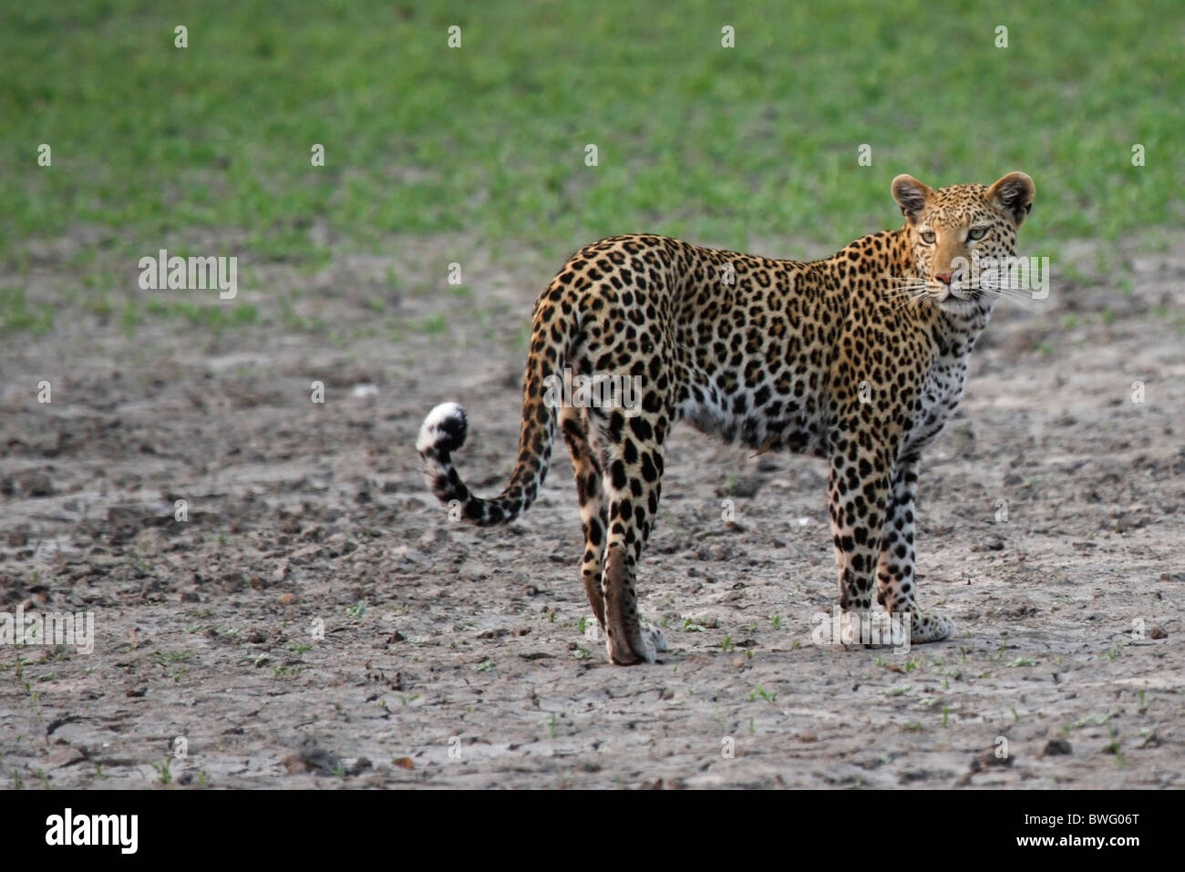 Moremi Leopard, Okavango Delta, Game Reserve, Nationalpark, Republic of Botsuana Stock Photo