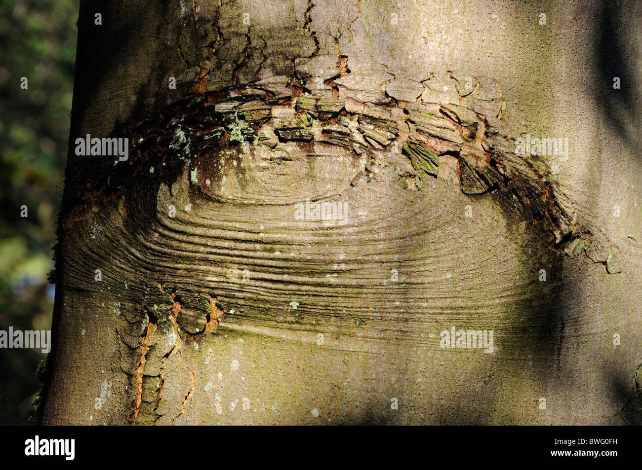 Spooky tree bark hires stock photography and images Alamy