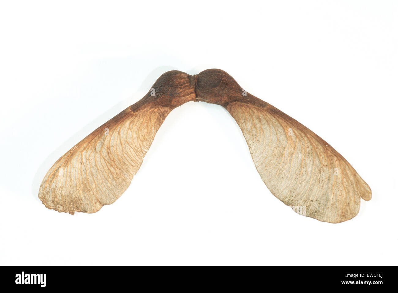 Sycamore, Sycamore Maple (Acer pseudoplatanus), maple key, studio picture. Stock Photo