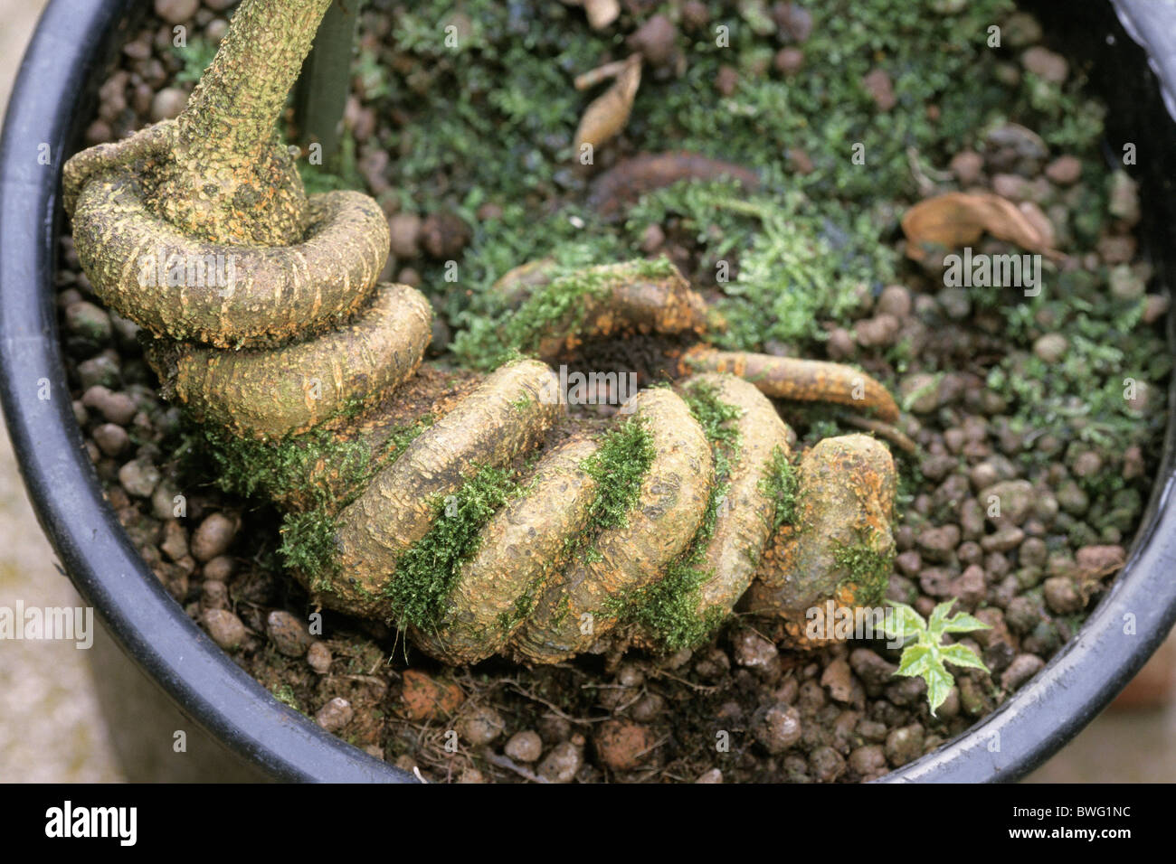 Nux Vomica, Strychnine Tree (Strychnos nux-vomica), potted plant. Stock Photo