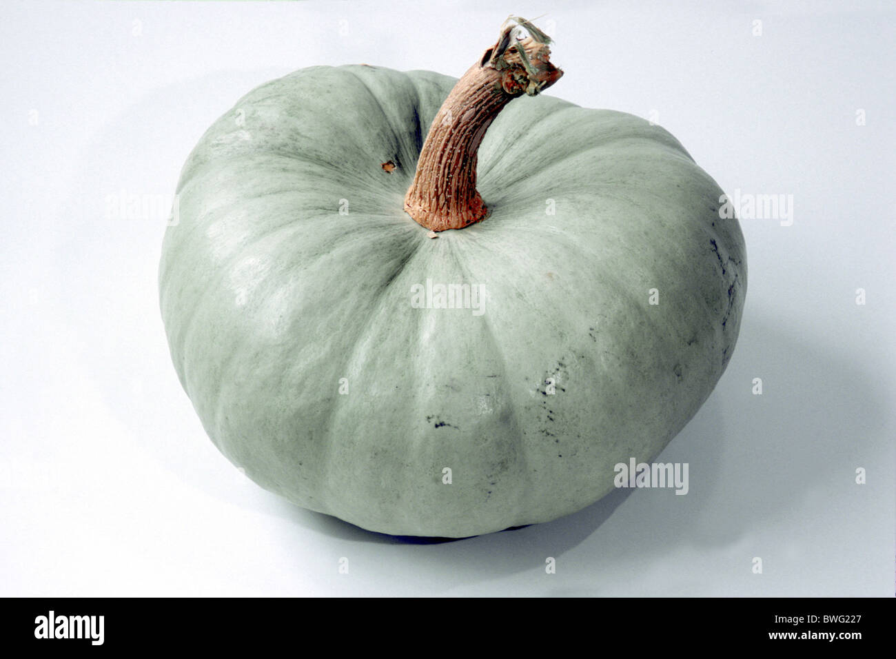 Courgette, Pumpkin, Vegetable Marrow (Cucurbita maxima), variety: White Cheesequake, fruit, studio picture. Stock Photo