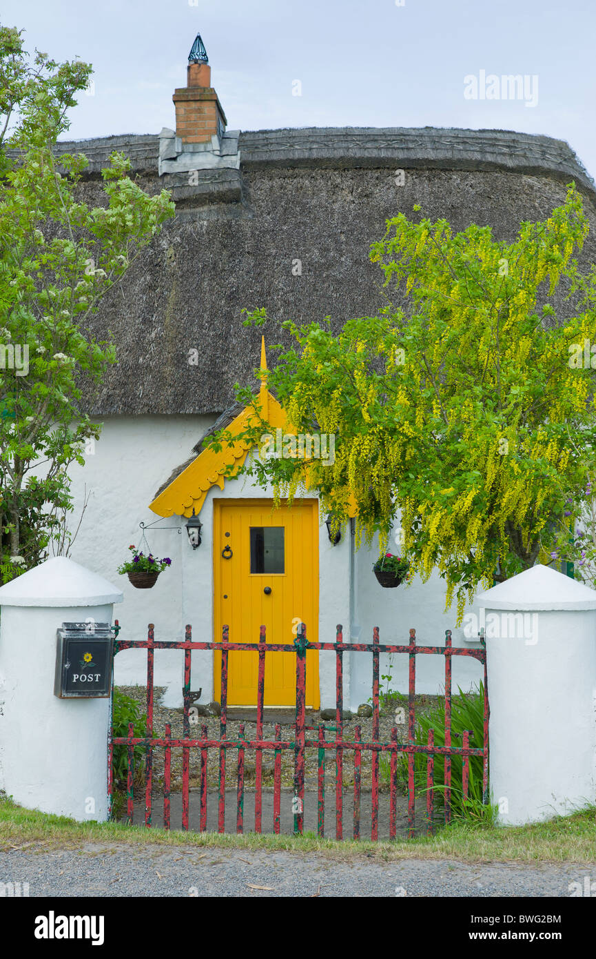 Brightly coloured traditional thatched cottage of lime mortar and whitewash with Laburnum tree at Rosslare, South East Ireland Stock Photo