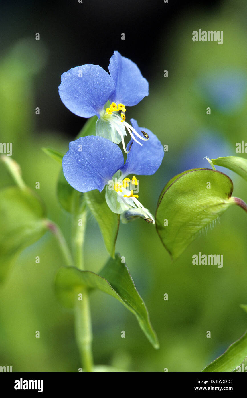 Dayflower, Blue Spiderwort, Widows Tears (Commelina coelestis), flowering. Stock Photo