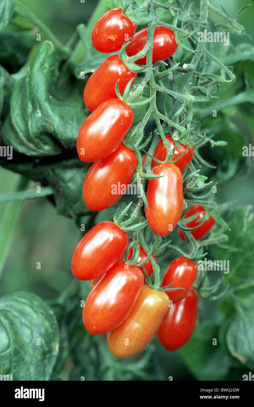 Tomato, Cherry Tomato (Lycopersicon esculentum var. cerasiforme), variety: Fioline, ripe fruit. Stock Photo