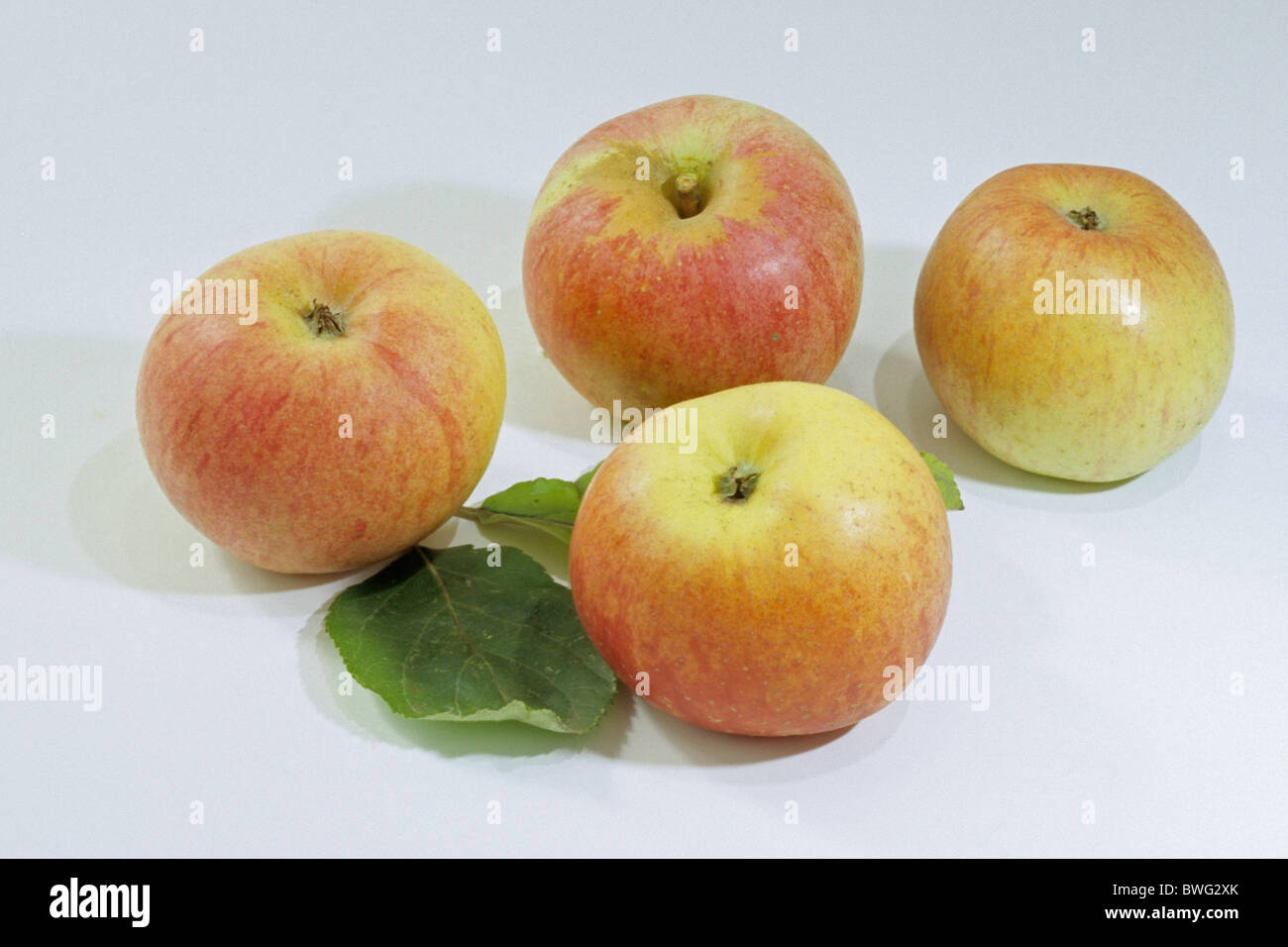 Domestic Apple (Malus domestica), variety: Berlepsch, ripe apples, studio picture. Stock Photo