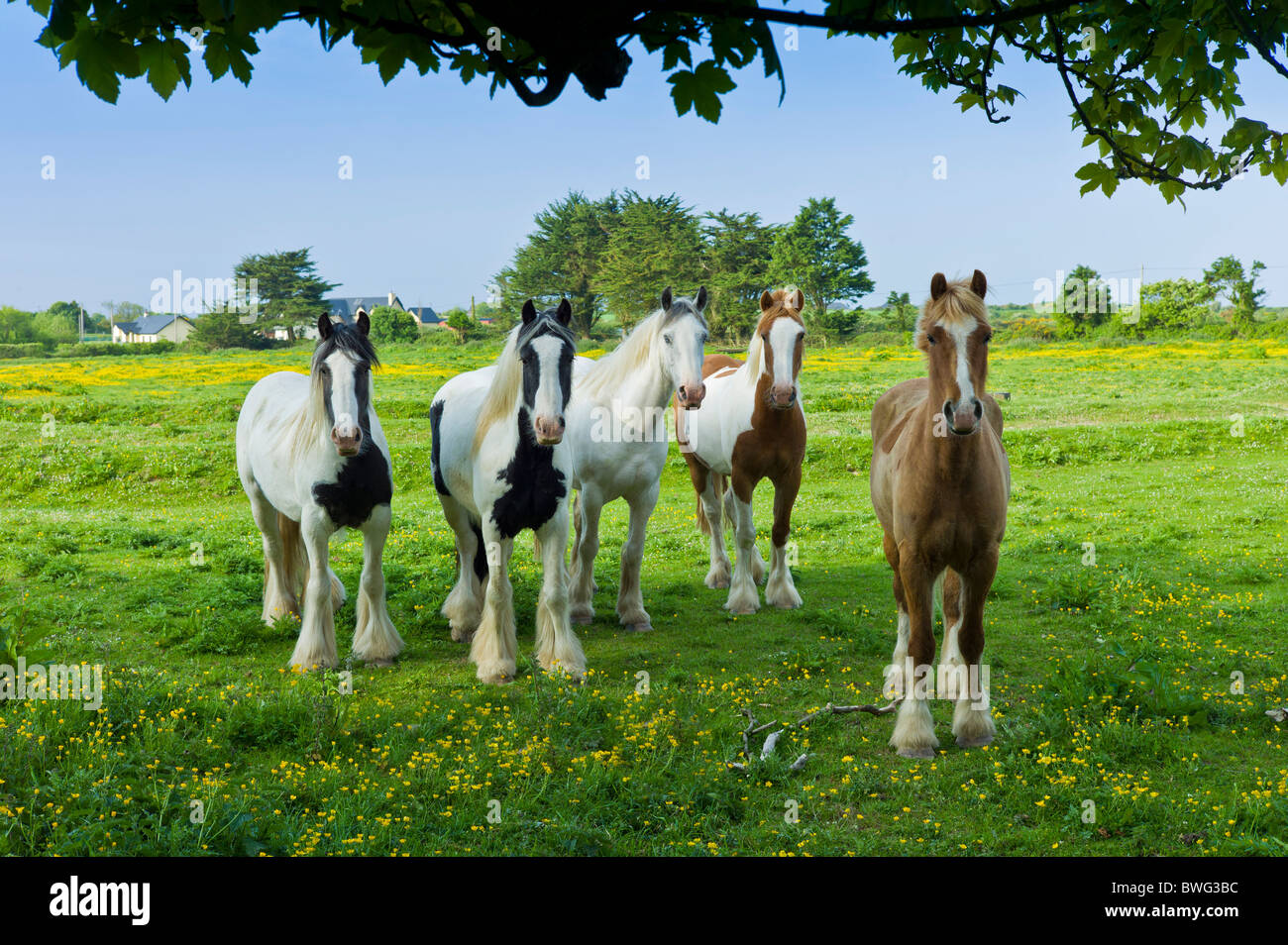 Traditional Irish painted shire horses, skewbald and piebald in buttercup meadow, Ireland Stock Photo