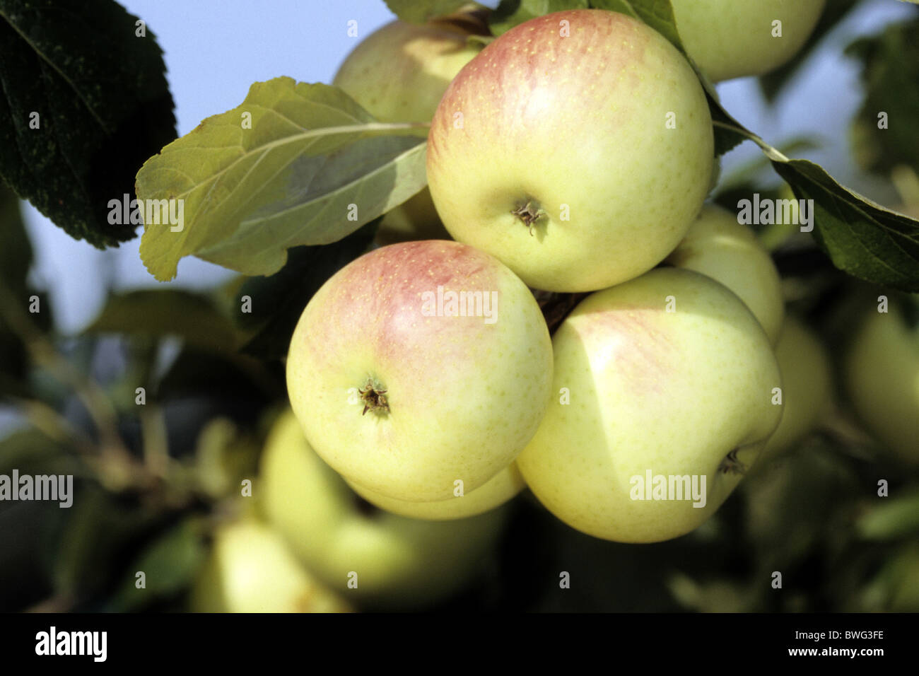 Domestic Apple (Malus domestica), variety: Blumberger Langstiel, fruit on tree. Stock Photo
