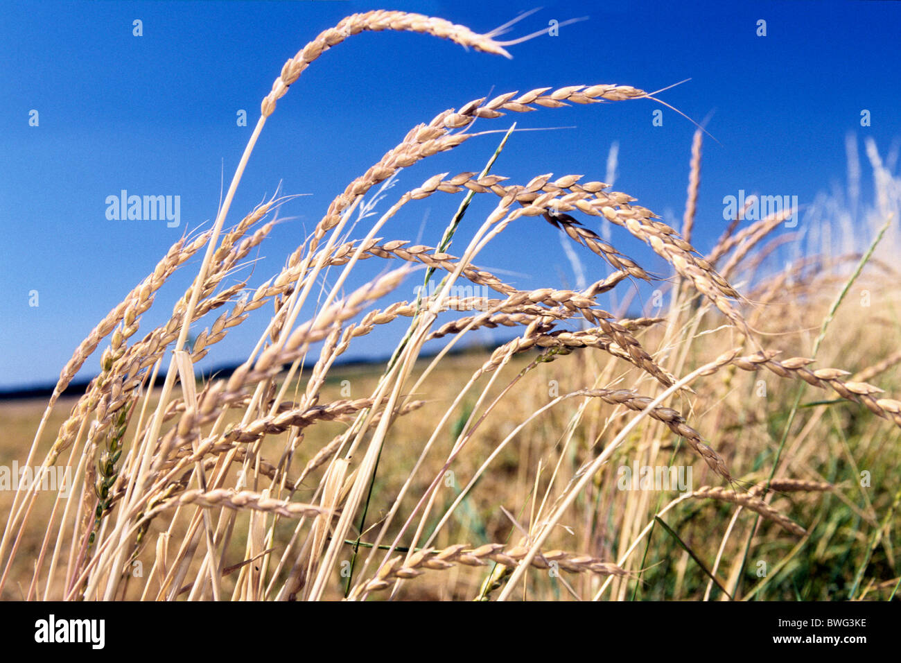 Spelt (Triticum spelta), field with ripe corn. Stock Photo