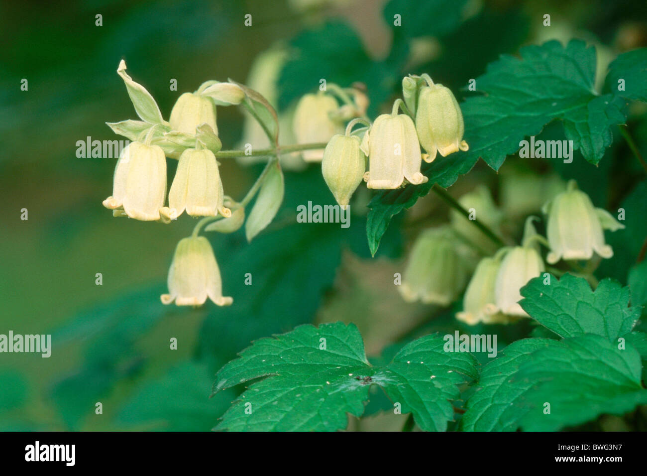 Clematis (Clematis rehderiana), flowering. Stock Photo