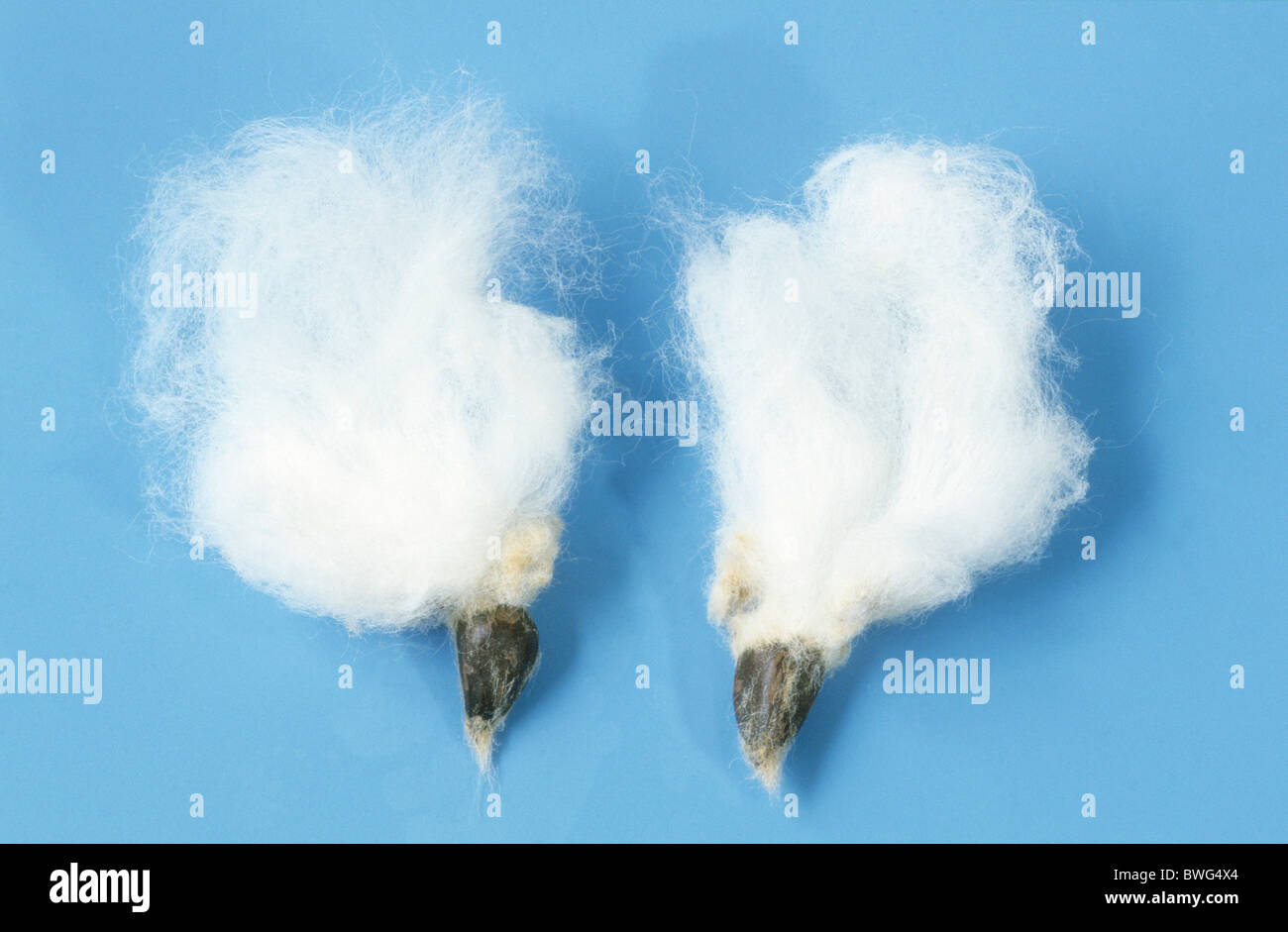 Common Cotton, Levant Cotton (Gossypium herbaceum), fiber, studio picture. Stock Photo