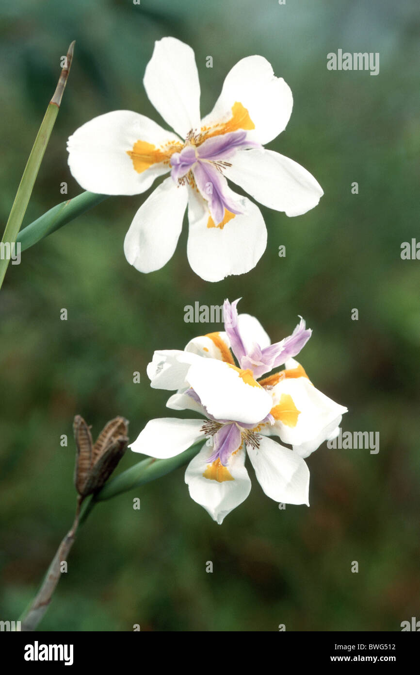 African Iris, Cape iris, Fortnight Lily, Morea iris, Wild Iris (Dietes iridioides), flowers. Stock Photo