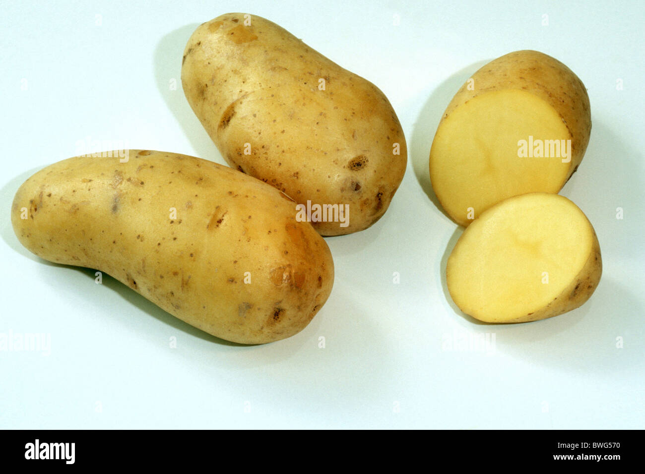 Potato (Solanum tuberosum), variety: Cilena, studio picture. Stock Photo