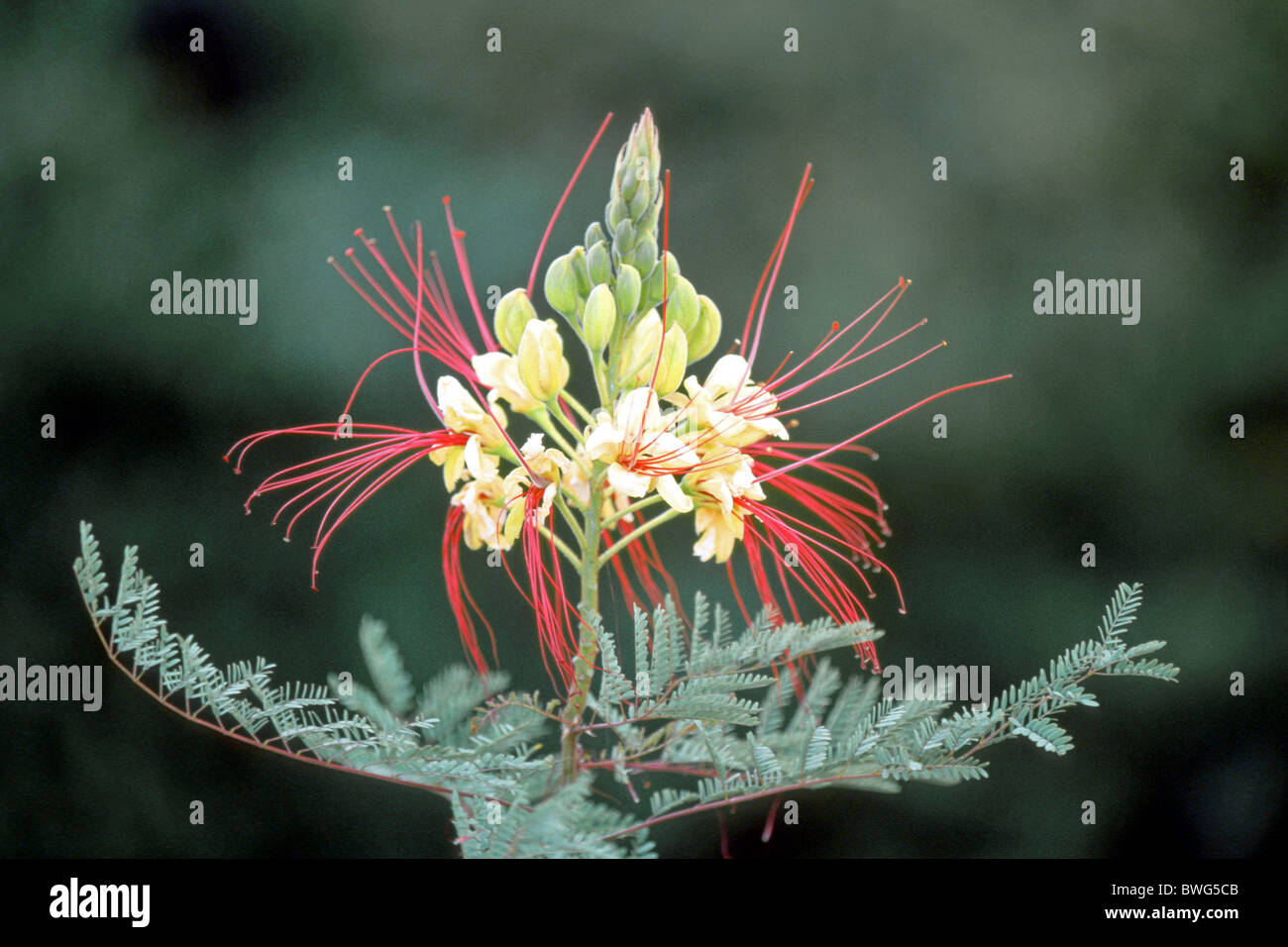Bird-of-Paradise Flower, Poinciana (Caesalpinia gilliesii), flowering twig. Stock Photo