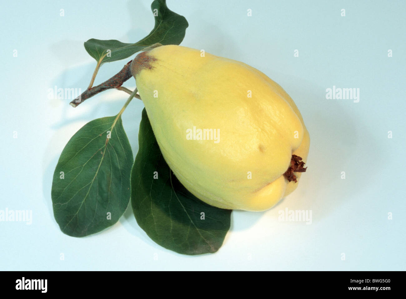 Quince (Cydonia oblonga var. pyriformis), fruit, studio picture. Stock Photo