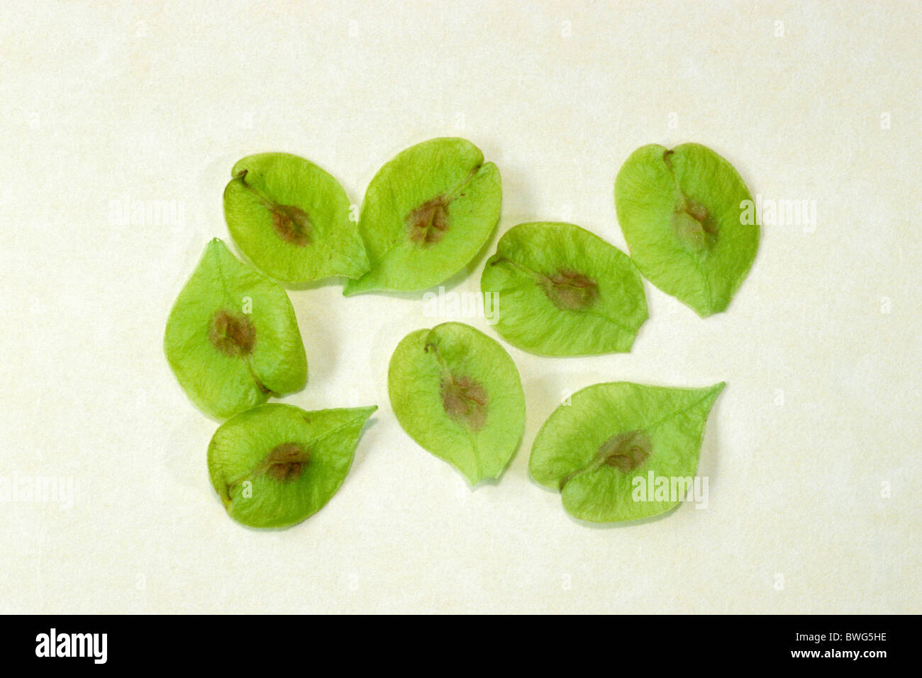 Wych Elm (Ulmus glabra), fruit, a winged samara, studio picture. Stock Photo