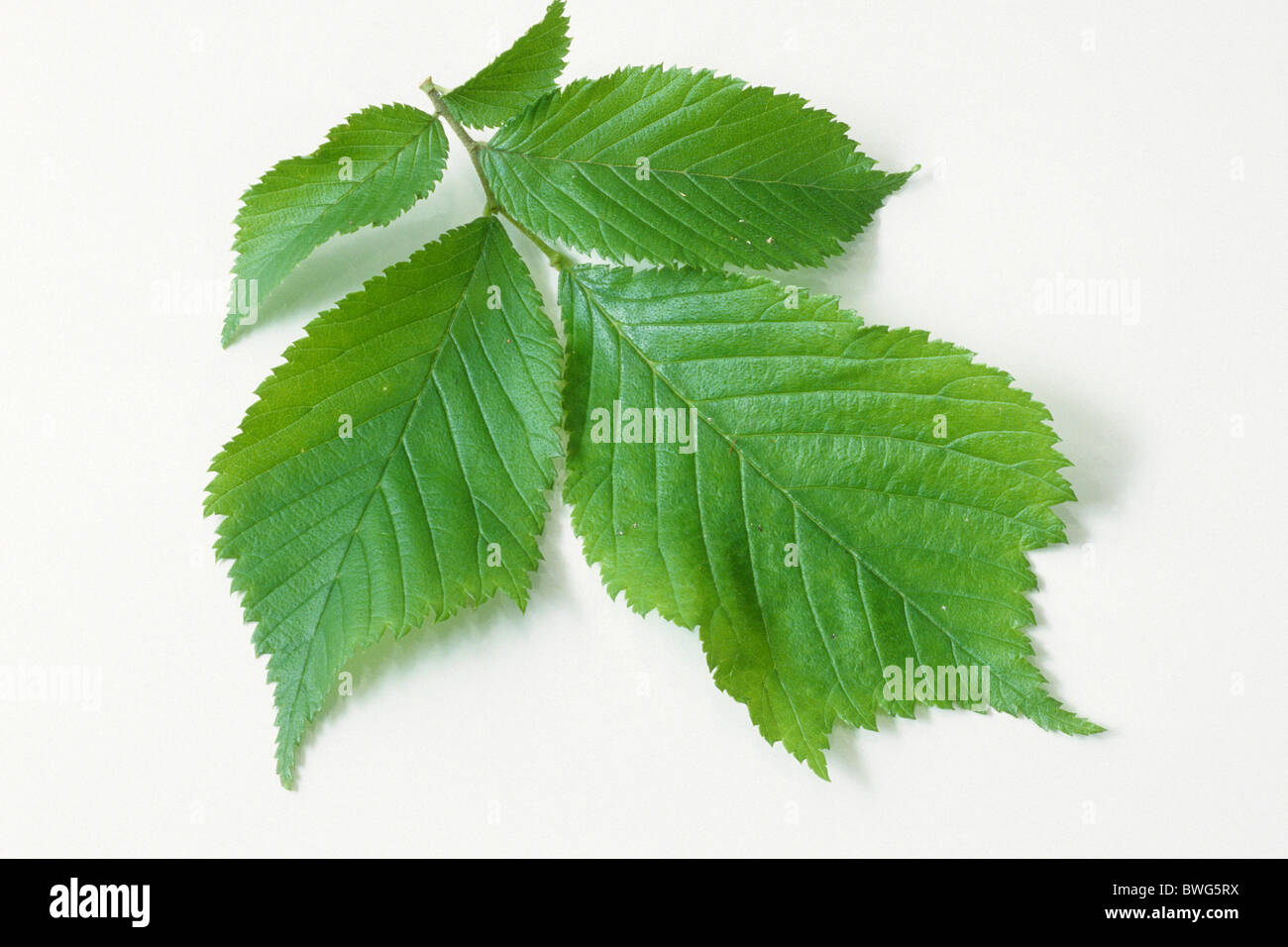 Wych Elm (Ulmus glabra), twig with leaves, studio picture. Stock Photo