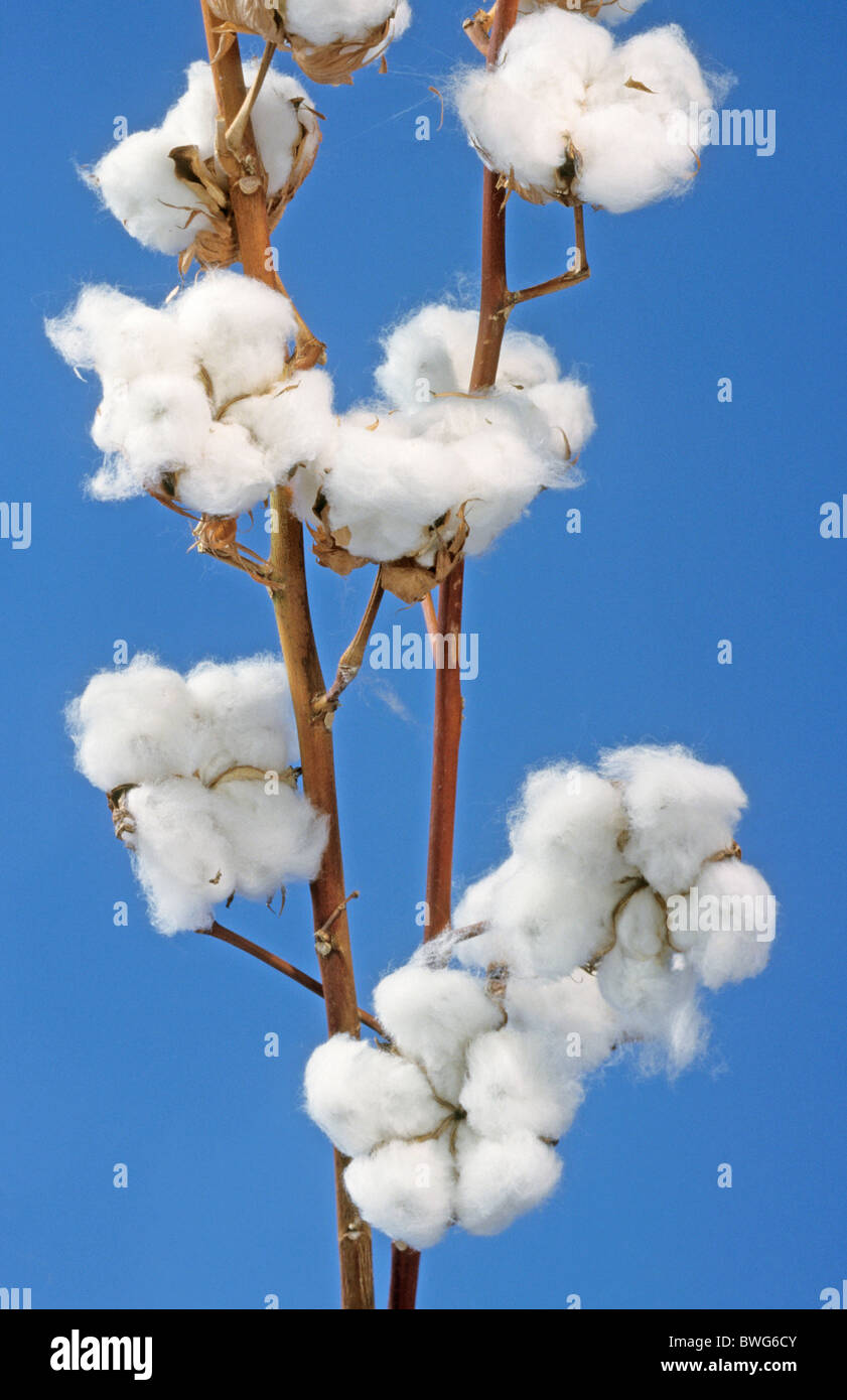 Common Cotton, Levant Cotton (Gossypium herbaceum). twigs with cotton balls. Stock Photo