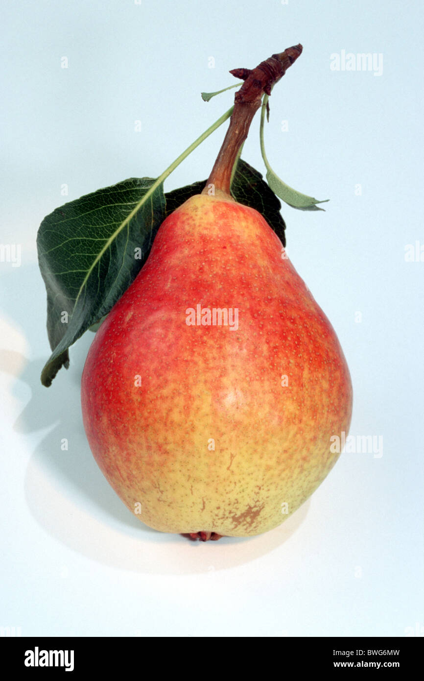 Common Pear (Pyrus communis), ripe fruit, variety Clapps Favourite, studio picture . Stock Photo