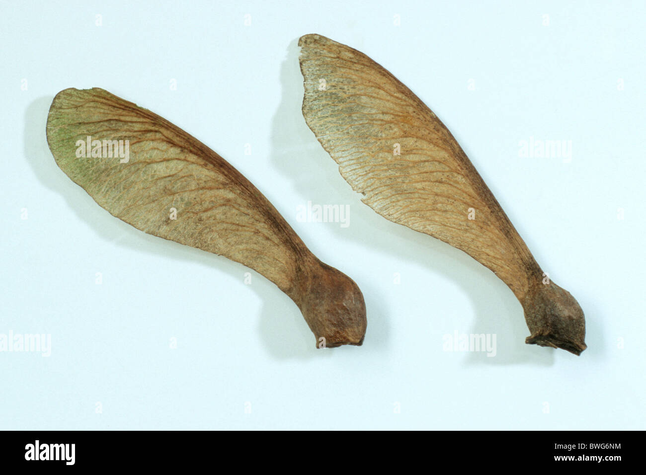 Sycamore, Sycamore Maple (Acer pseudoplatanus), seeds, studio picture. Stock Photo