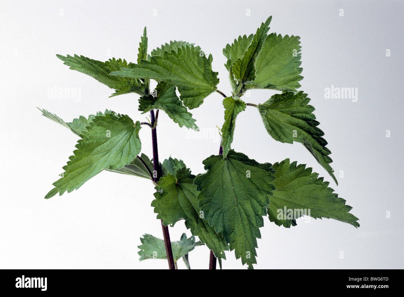 Stinging Nettle (Urtica dioica), stems, studio picture Stock Photo - Alamy
