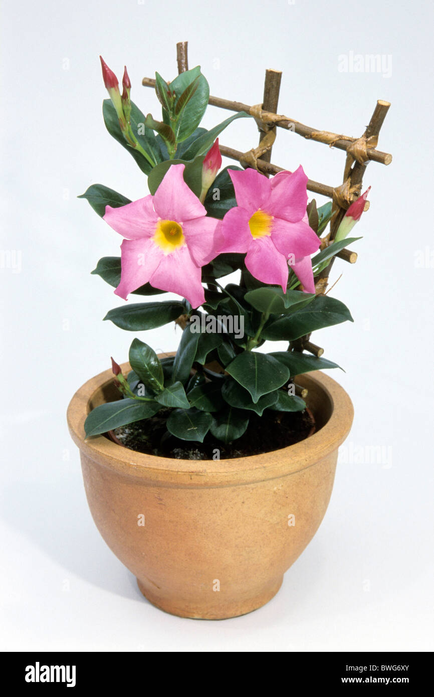 Mandevilla, Brazilian Jasmine (Dipladenia splendens, Mandevilla splendens), flowering potted plant, studio picture. Stock Photo