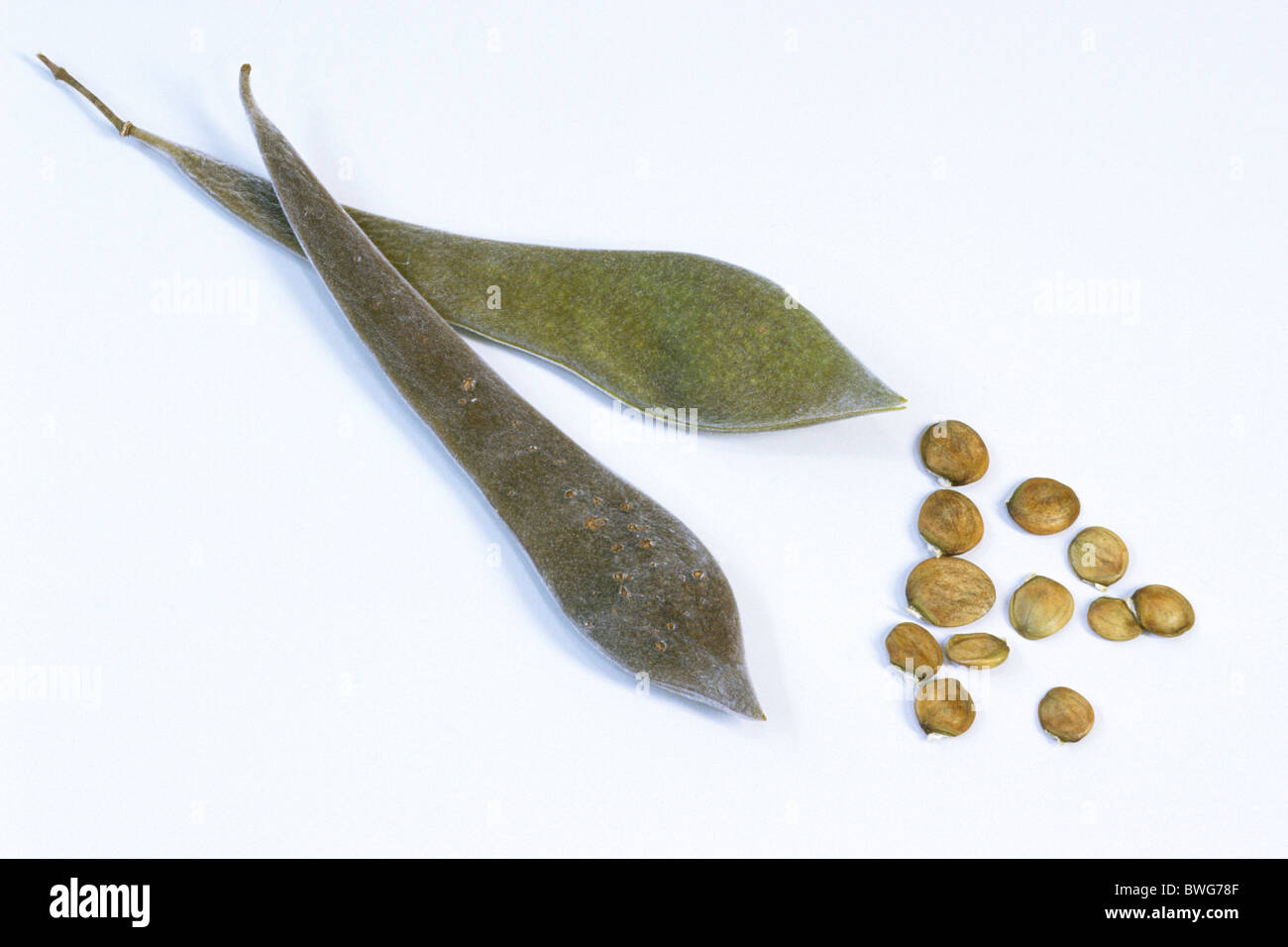 Chinese Wisteria (Wisteria sinensis), pods and seeds, studio picture. Stock Photo