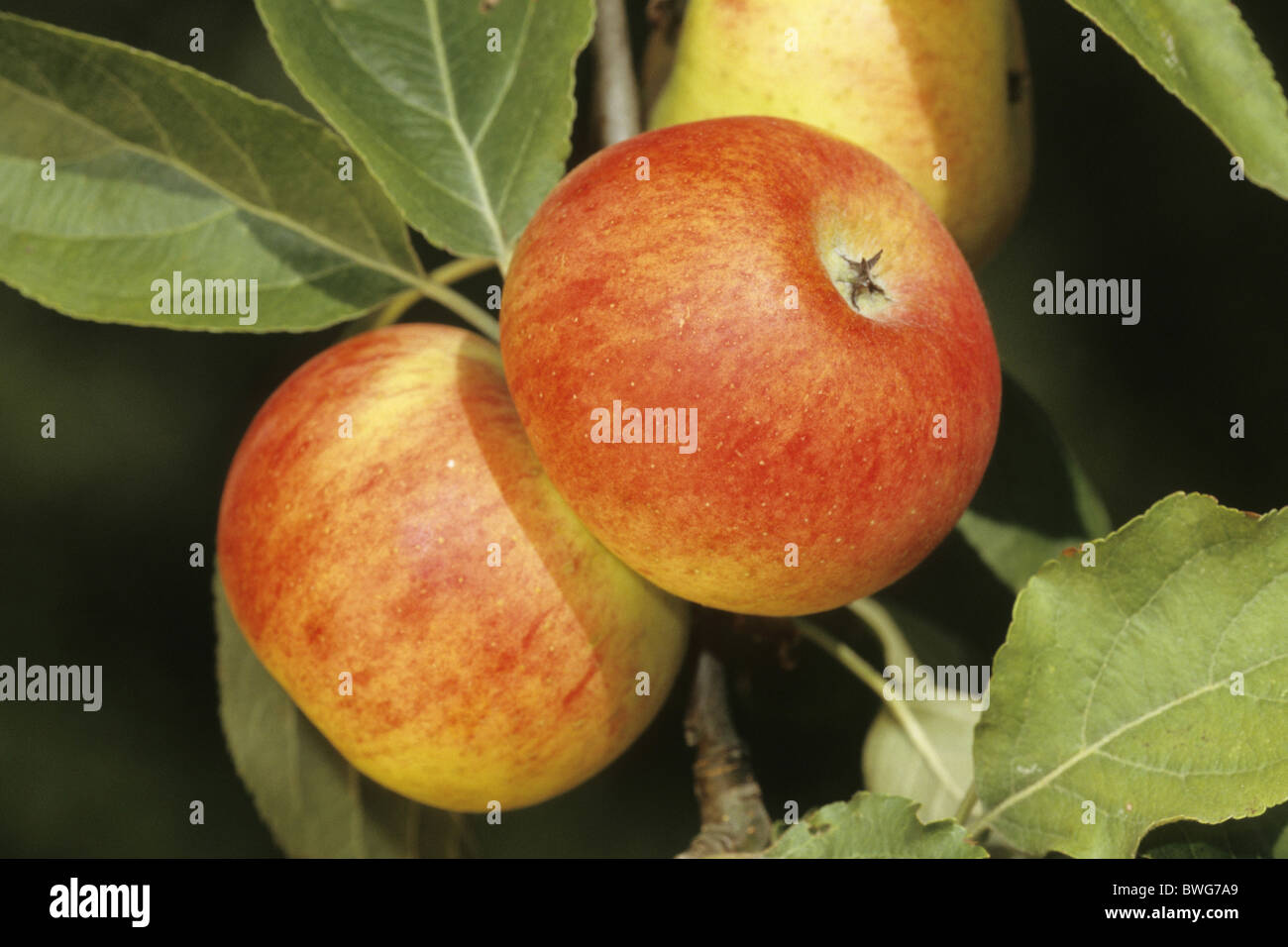 Domestic Apple (Malus domestica), variety: Biesterfelder Renette, fruit on tree. Stock Photo