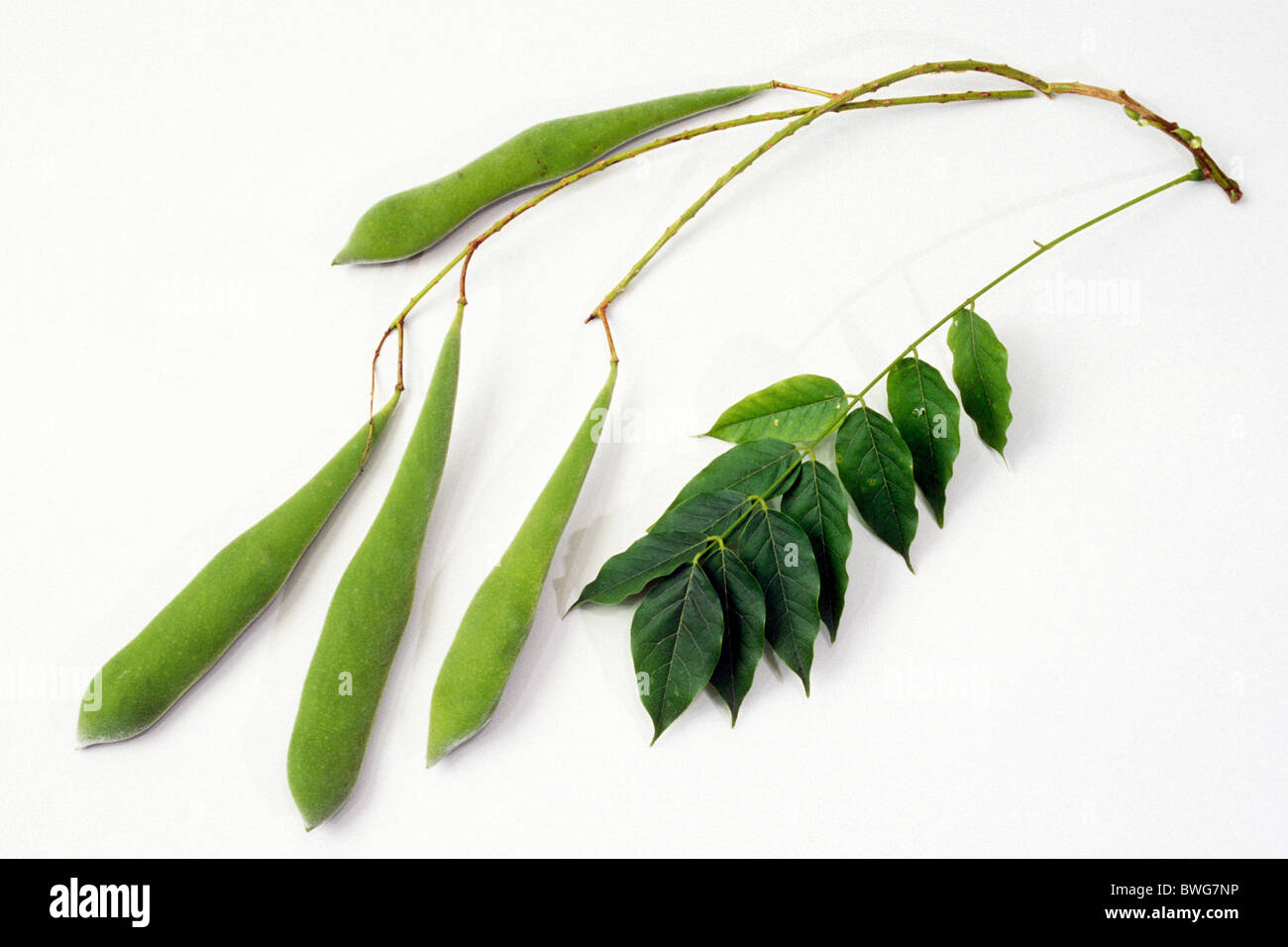 Chinese Wisteria (Wisteria sinensis), pods and leaves, studio picture. Stock Photo