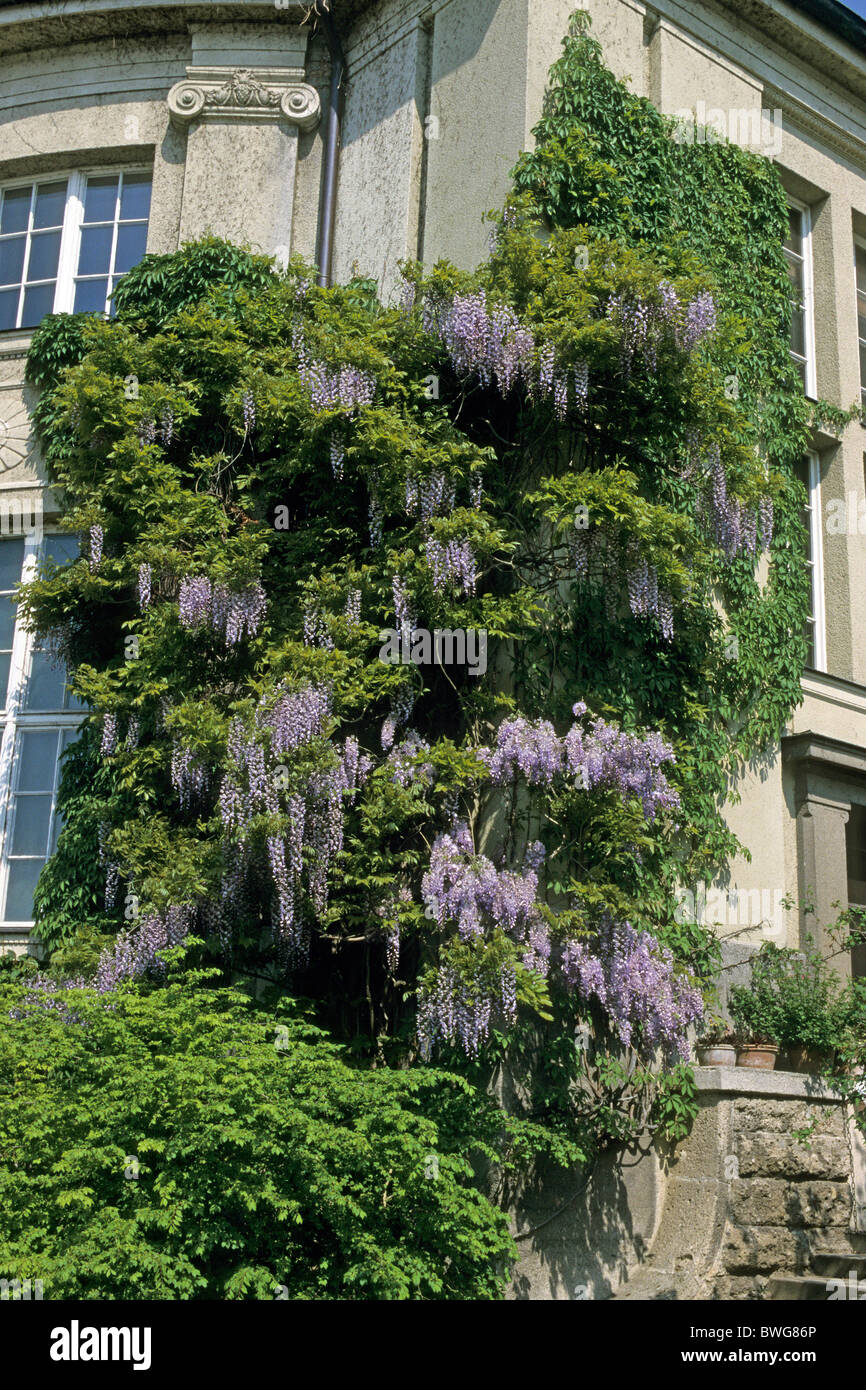 Chinese Wisteria (Wisteria sinensis), flowering plant climbing up a house. Stock Photo