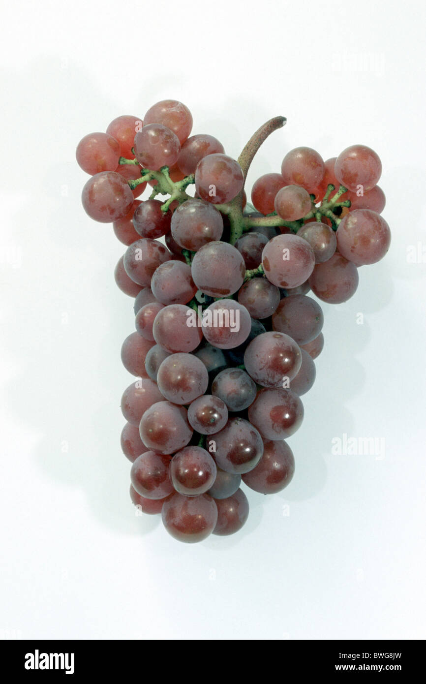 Grape Vine (Vitis vinifera), variety: Decora, grape, studio picture. Stock Photo